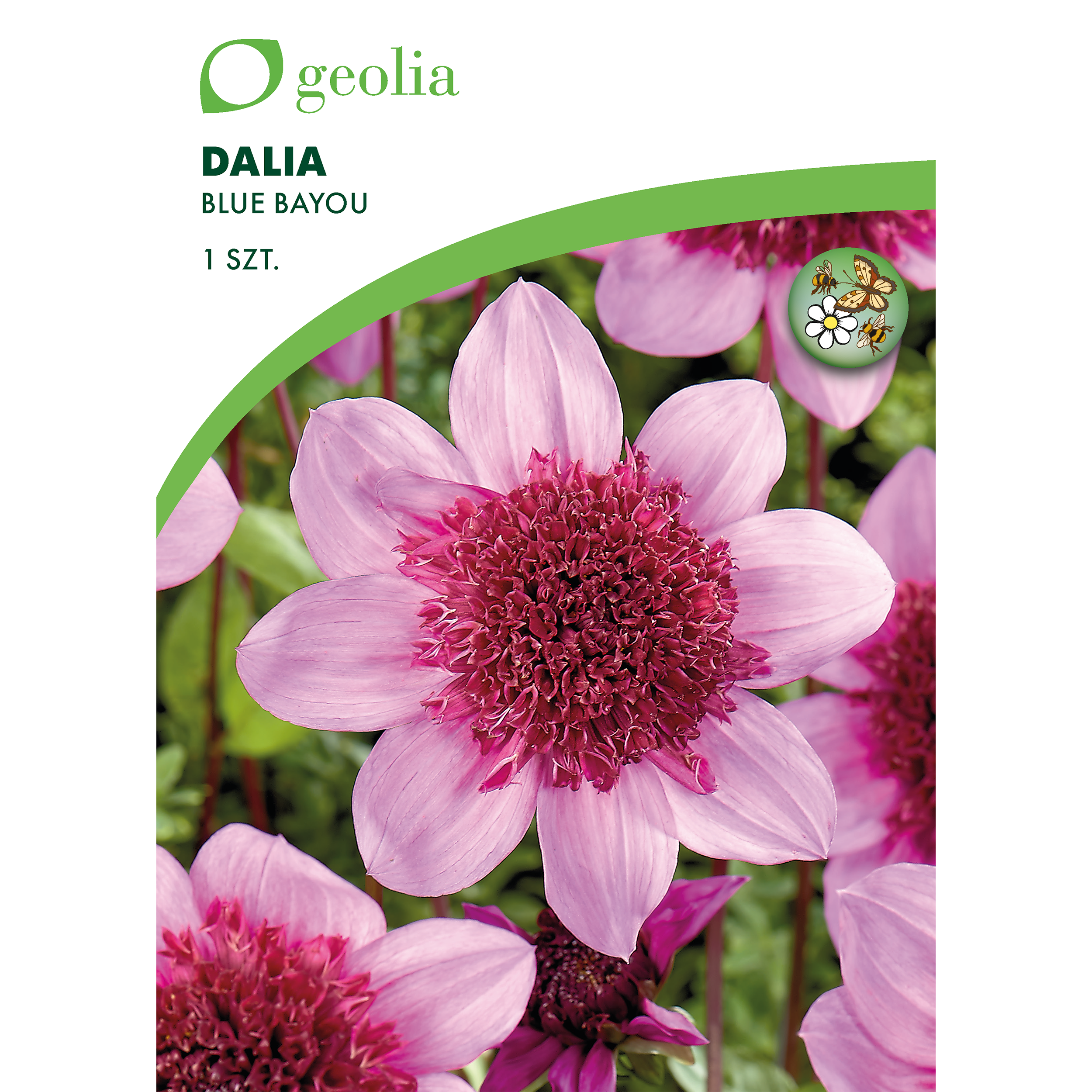 Dalia Blue Byou 1 szt. cebulki kwiatów Geolia