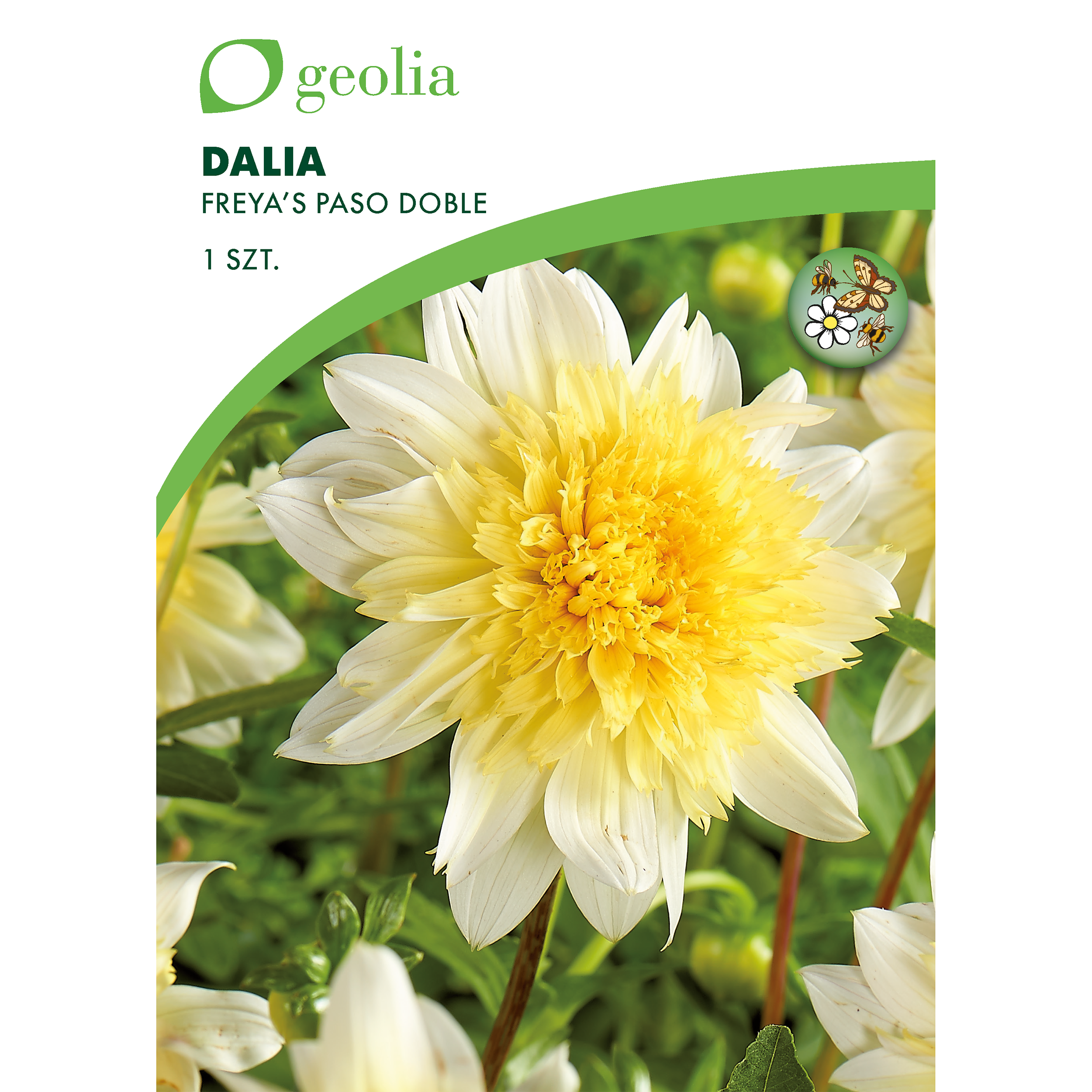 Dalia Paso Doble 1 szt. cebulki kwiatów Geolia