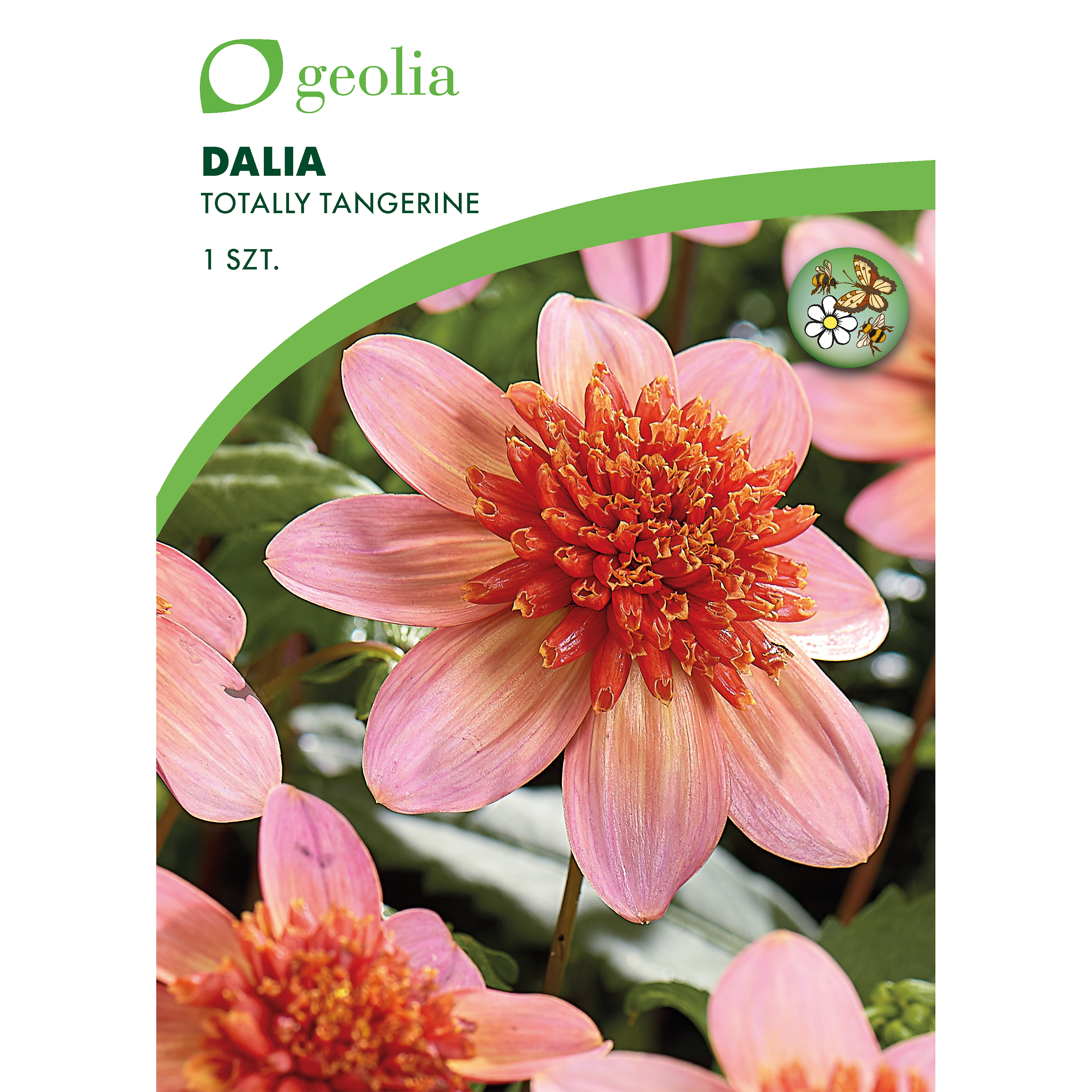 Dalia Totaly Tangerine 1 szt. cebulki kwiatów Geolia