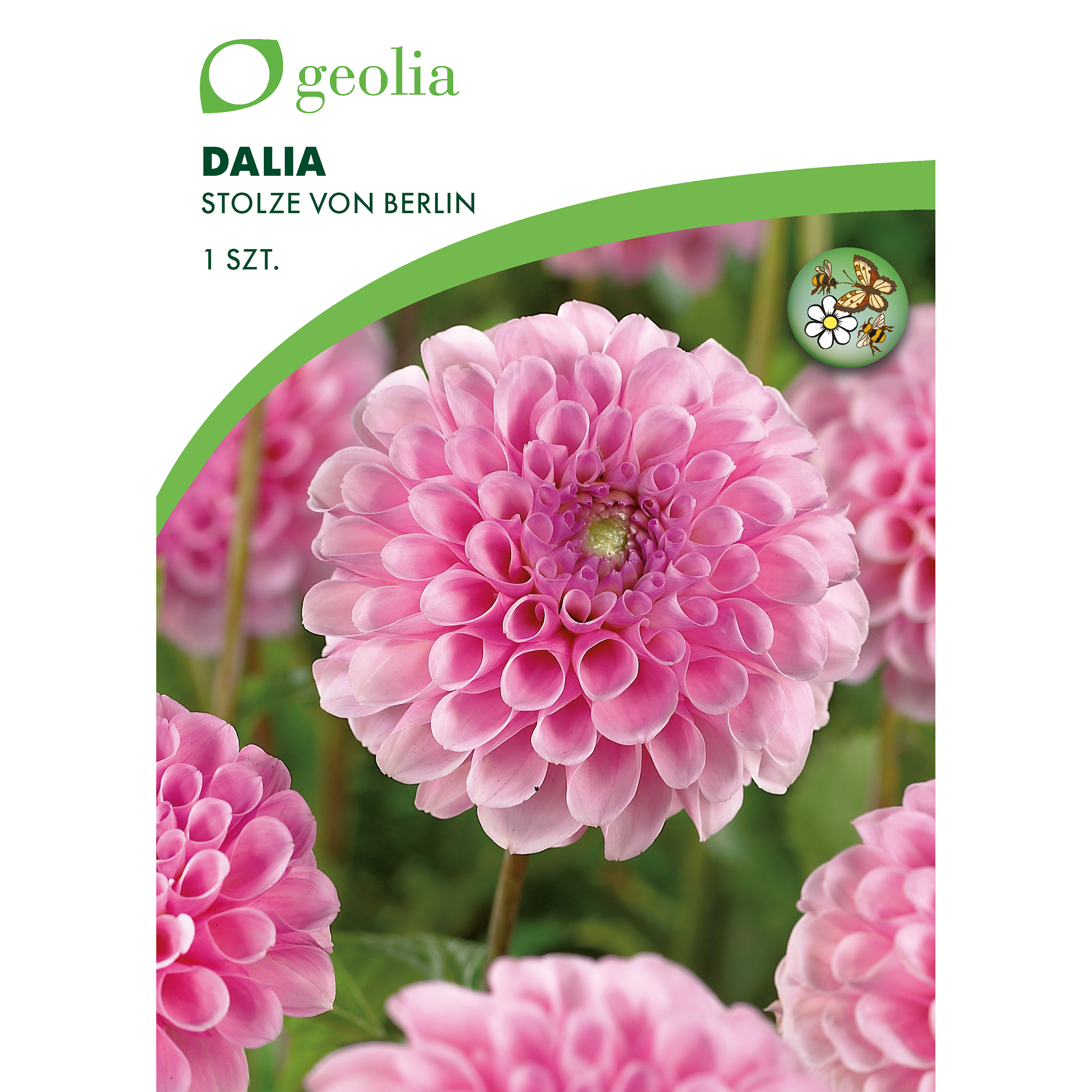 Dalia Stolze von Berlin 1 szt. cebulki kwiatów Geolia