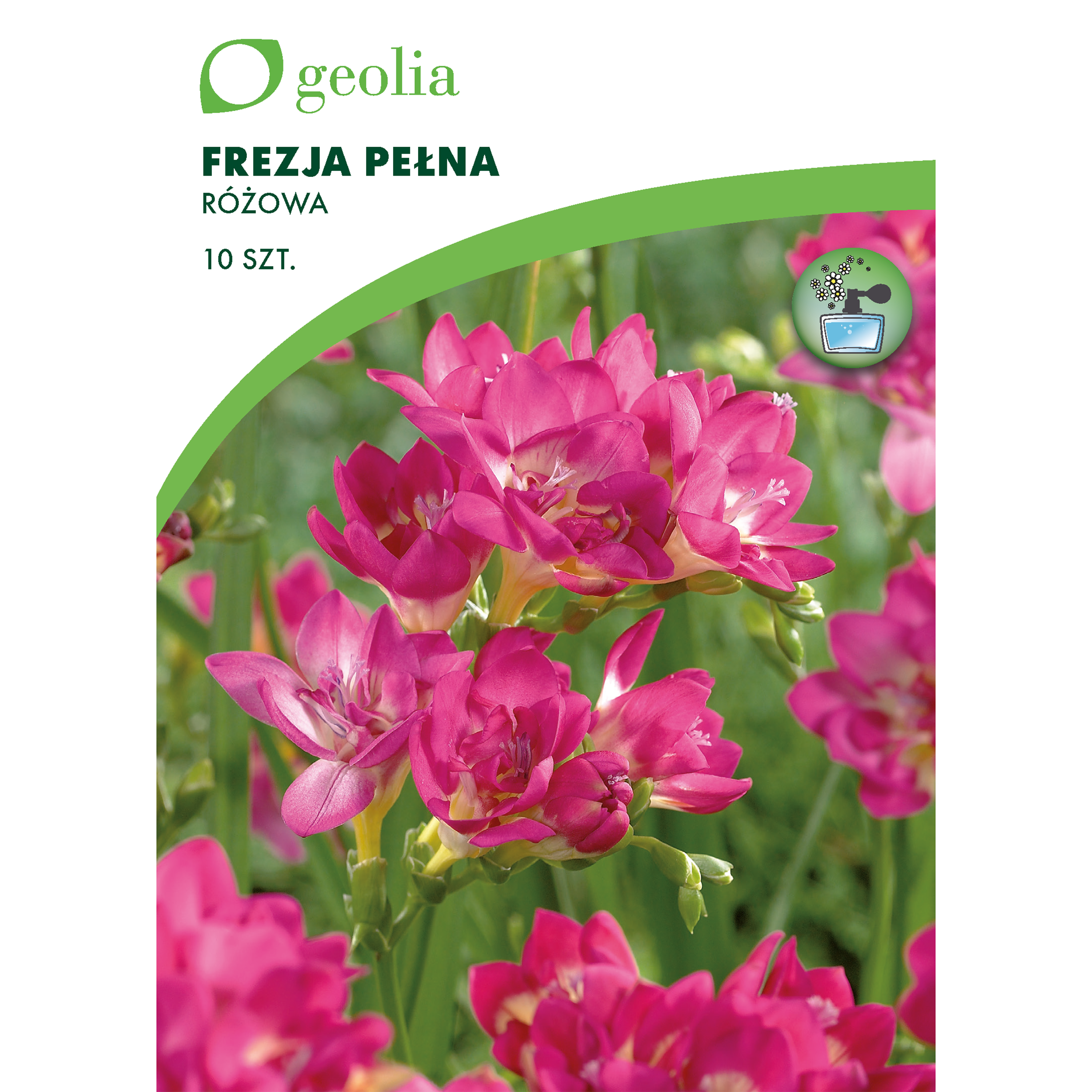 Frezja pełna różowa 10szt. cebulki kwiatów Geolia