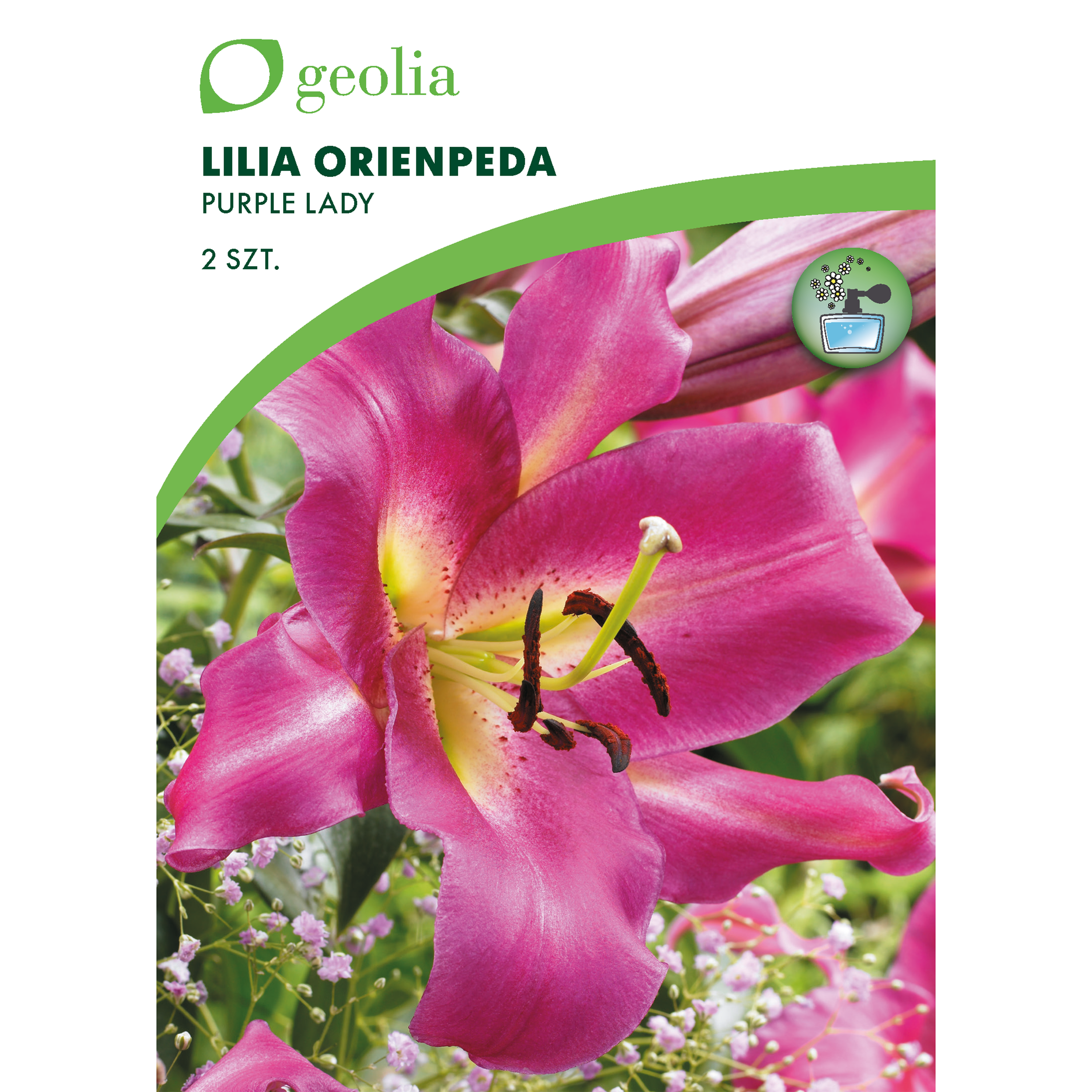 Lilia drzewiasta Purple lady 2szt. cebulki kwiatów Geolia