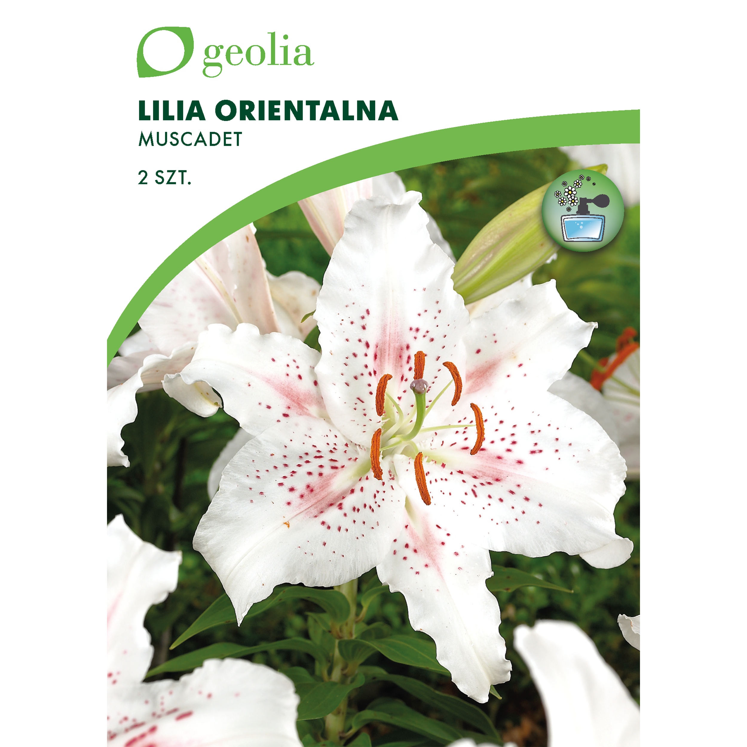 Lilia orientalna Muscadet 2szt. cebulki kwiatów Geolia