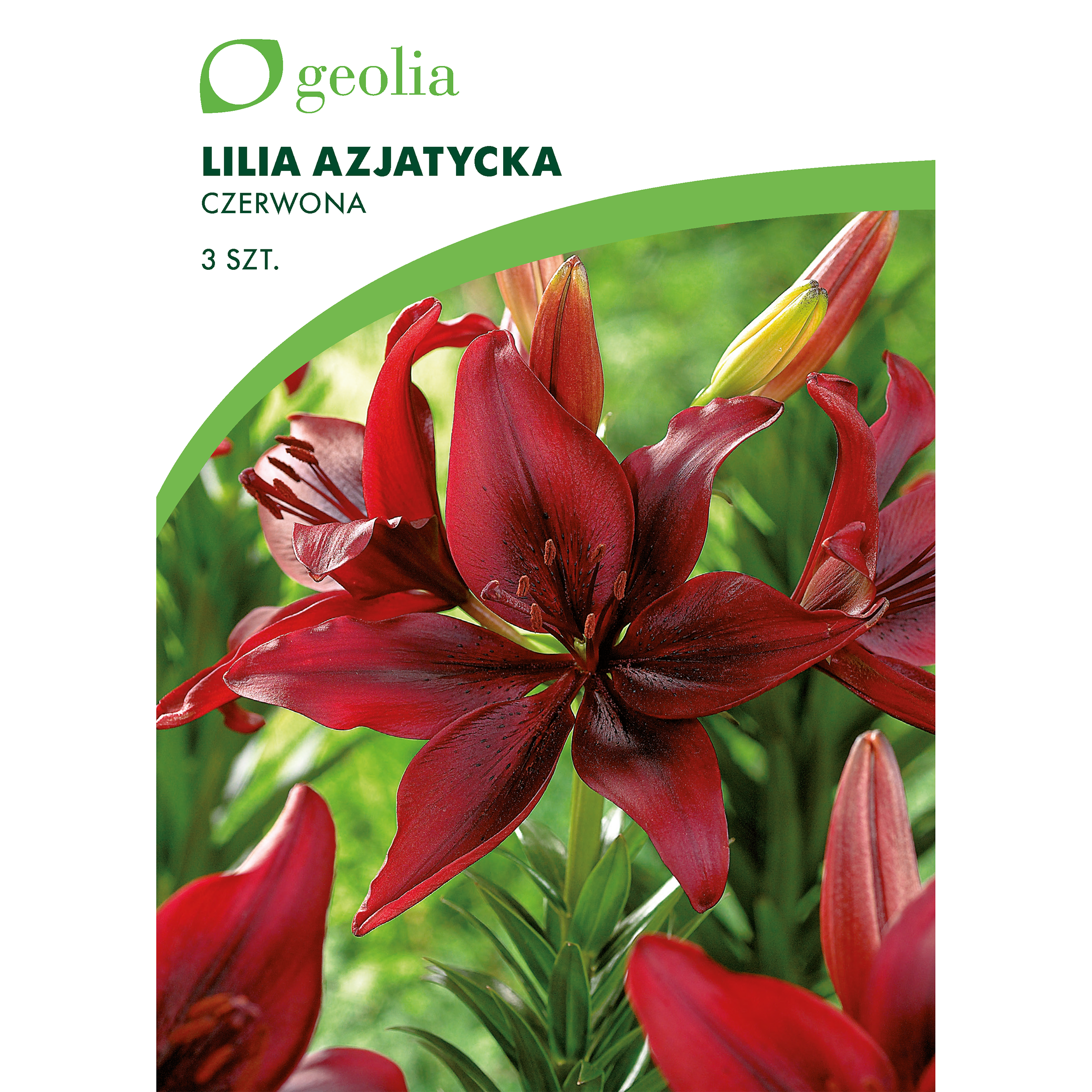 Lilia azjatycka Red 3szt. cebulki kwiatów Geolia