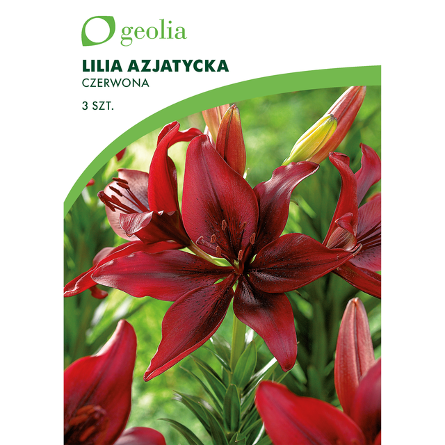 Lilia azjatycka Red 3szt. cebulki kwiatów Geolia