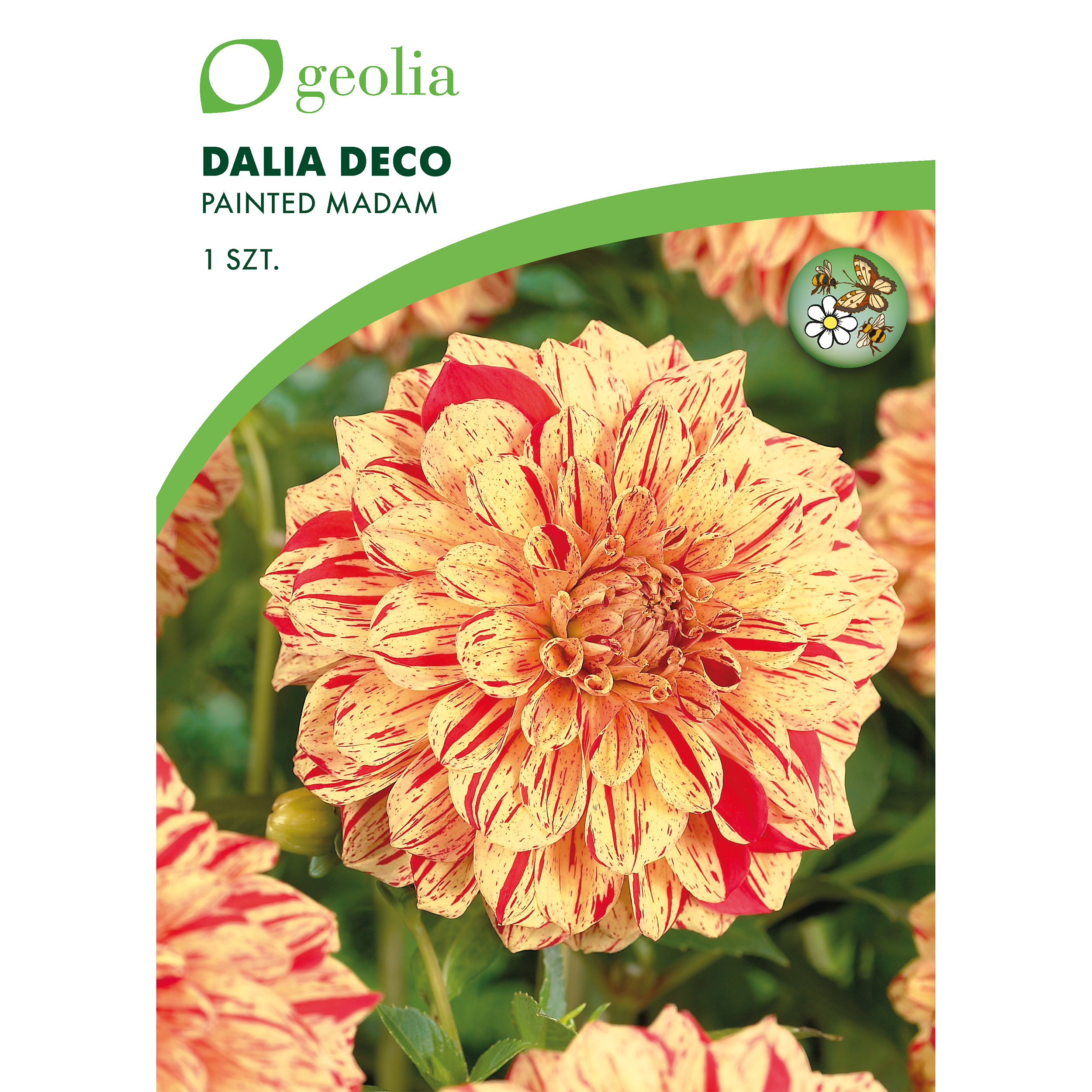 Dalia dekoracyjna