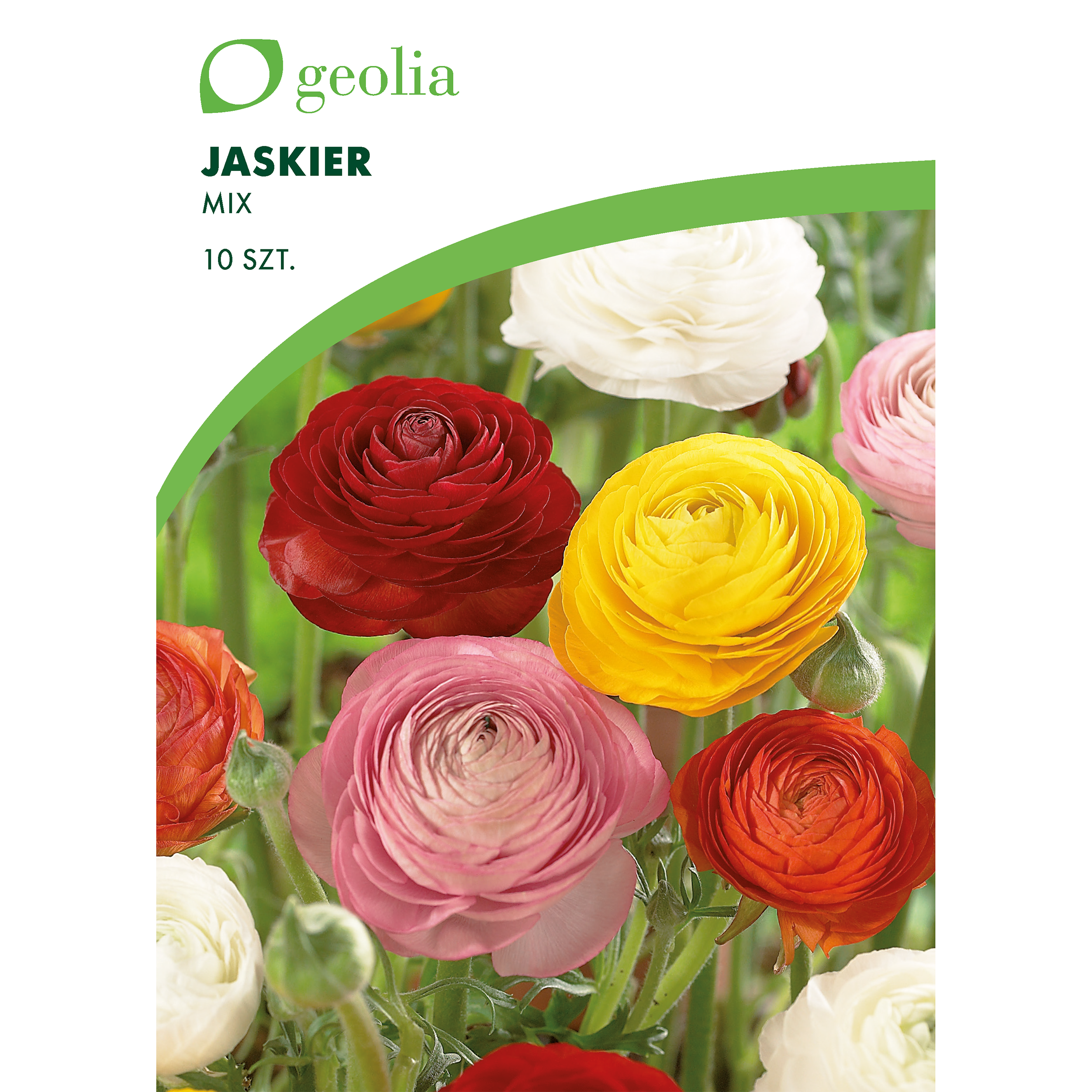 Jaskier mix 10szt. cebulki kwiatów Geolia