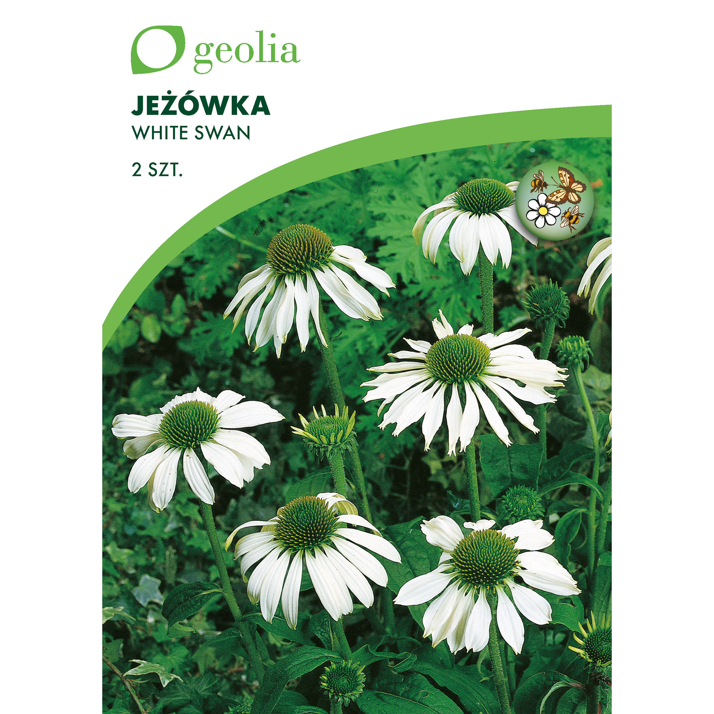 Jeżówka White Swan 2szt. cebulki kwiatów Geolia