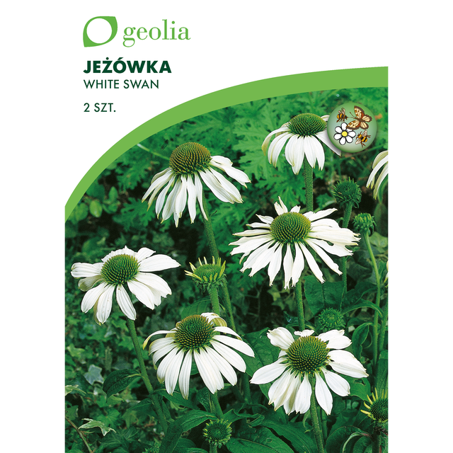 Jeżówka White Swan 2szt. cebulki kwiatów Geolia