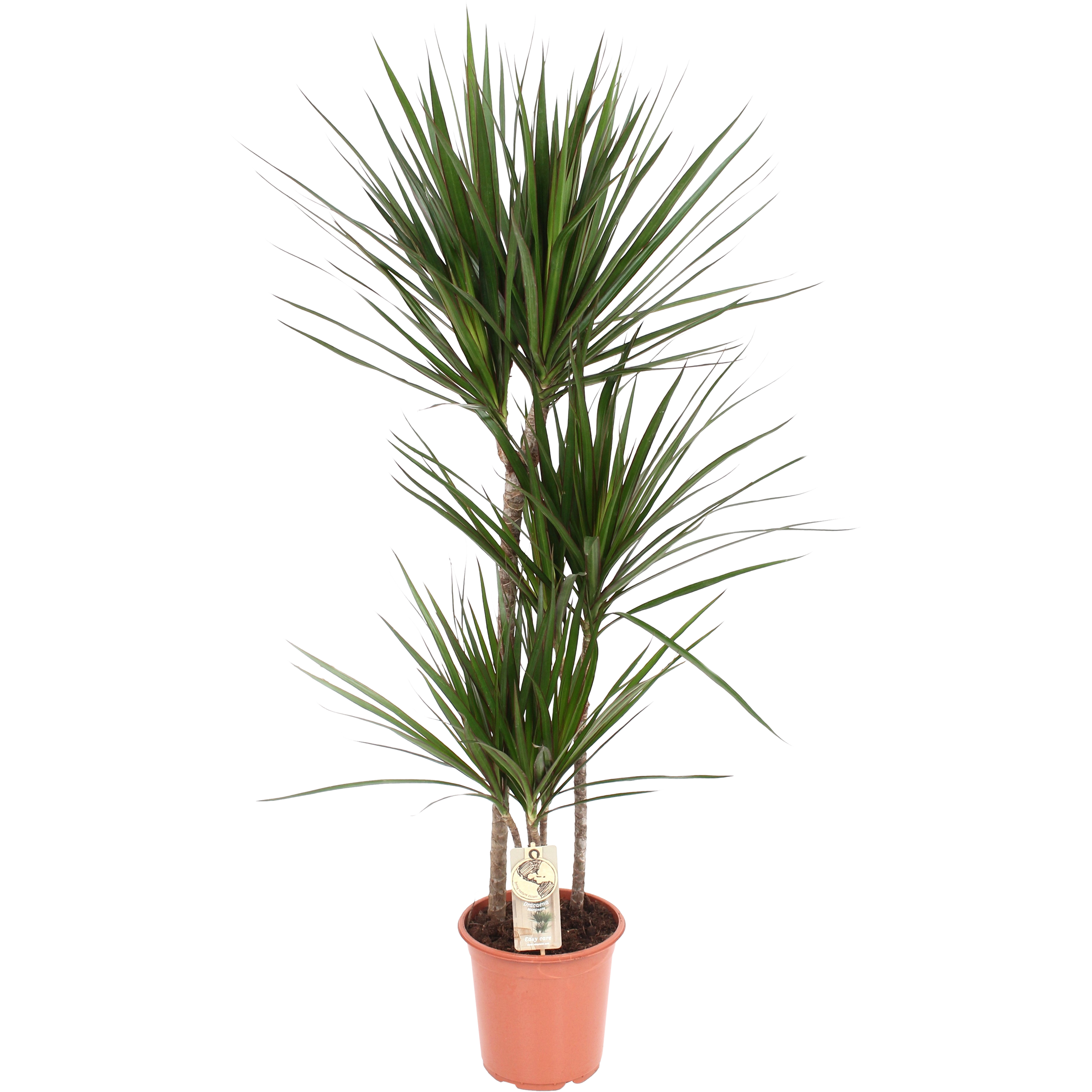Draceana Marginata 130-140 cm