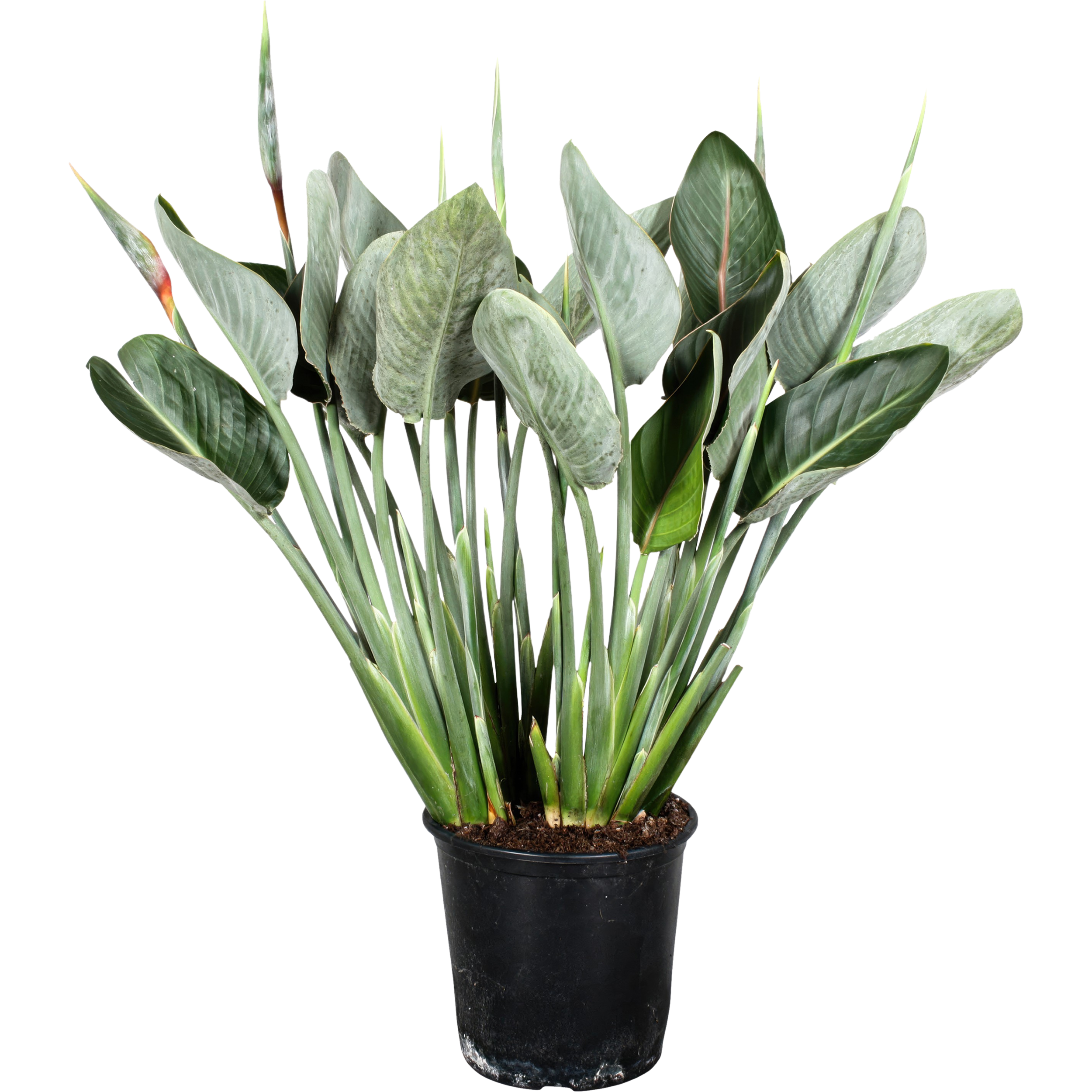 Strelicja Strelitzia Reginale 80-110 cm