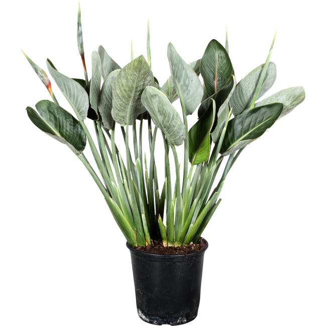 Strelicja strelitzia reginale 80 110 cm 87468512