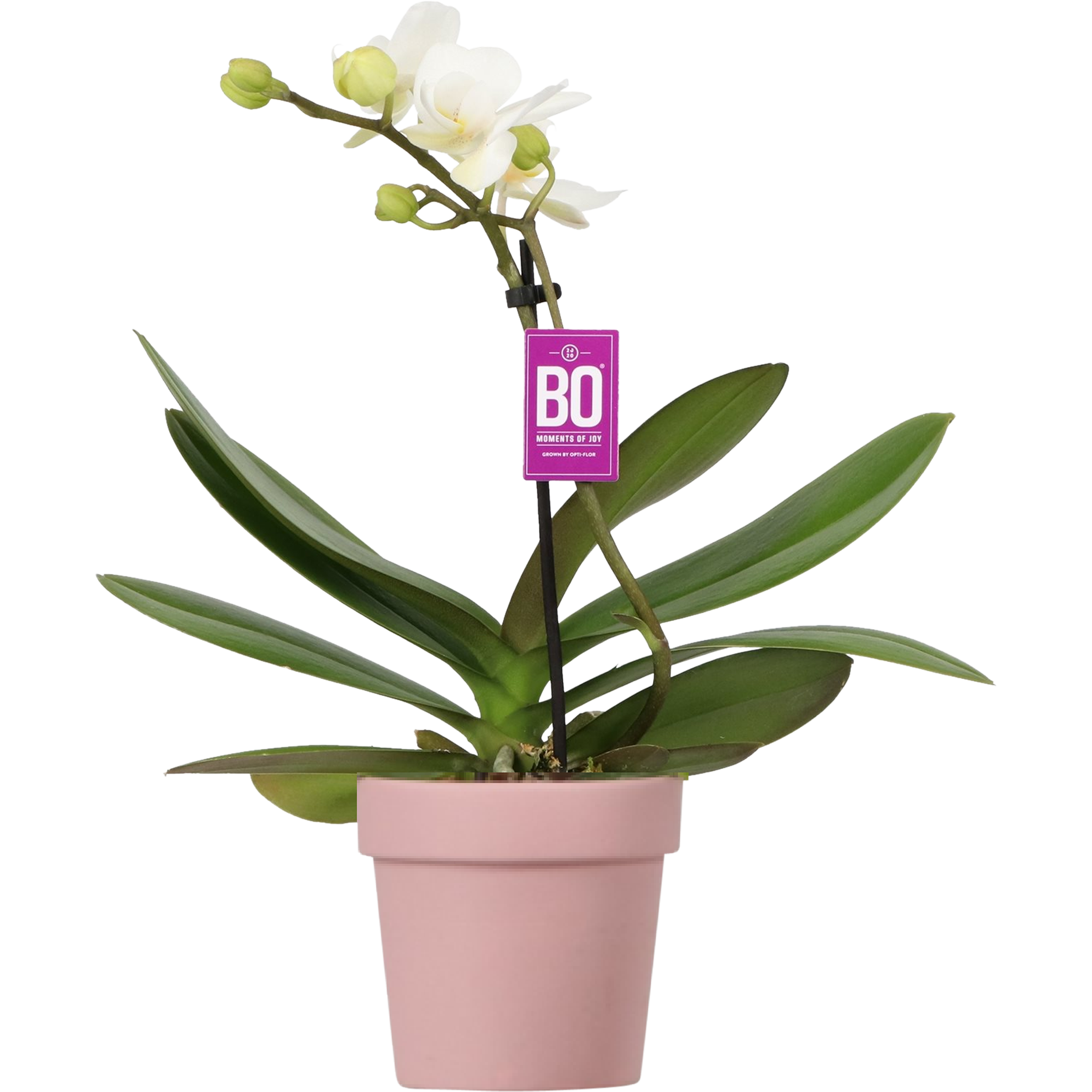 Storczyk Falenopsis Lady 25-35 cm