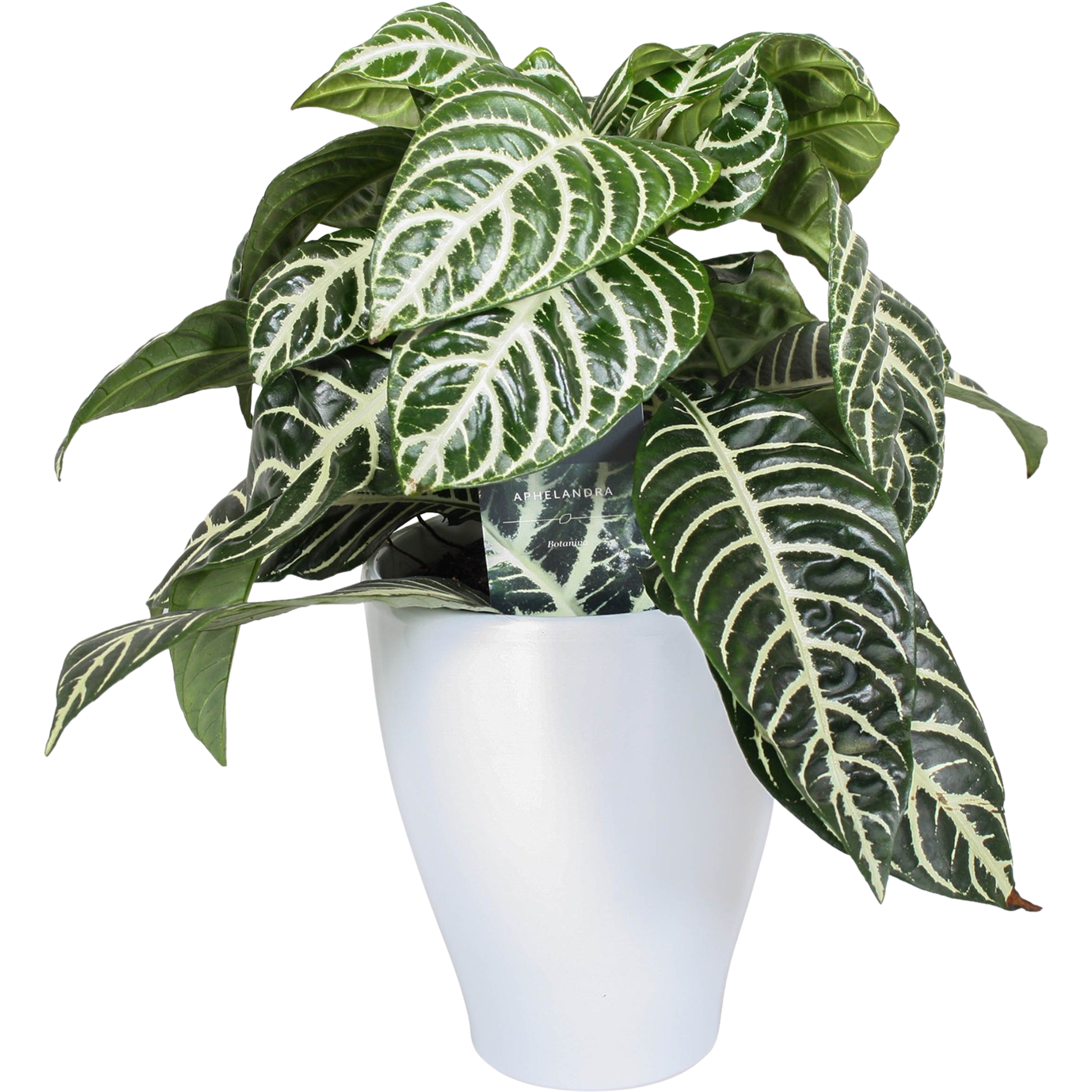 Afelandra stercząca 25-35 cm