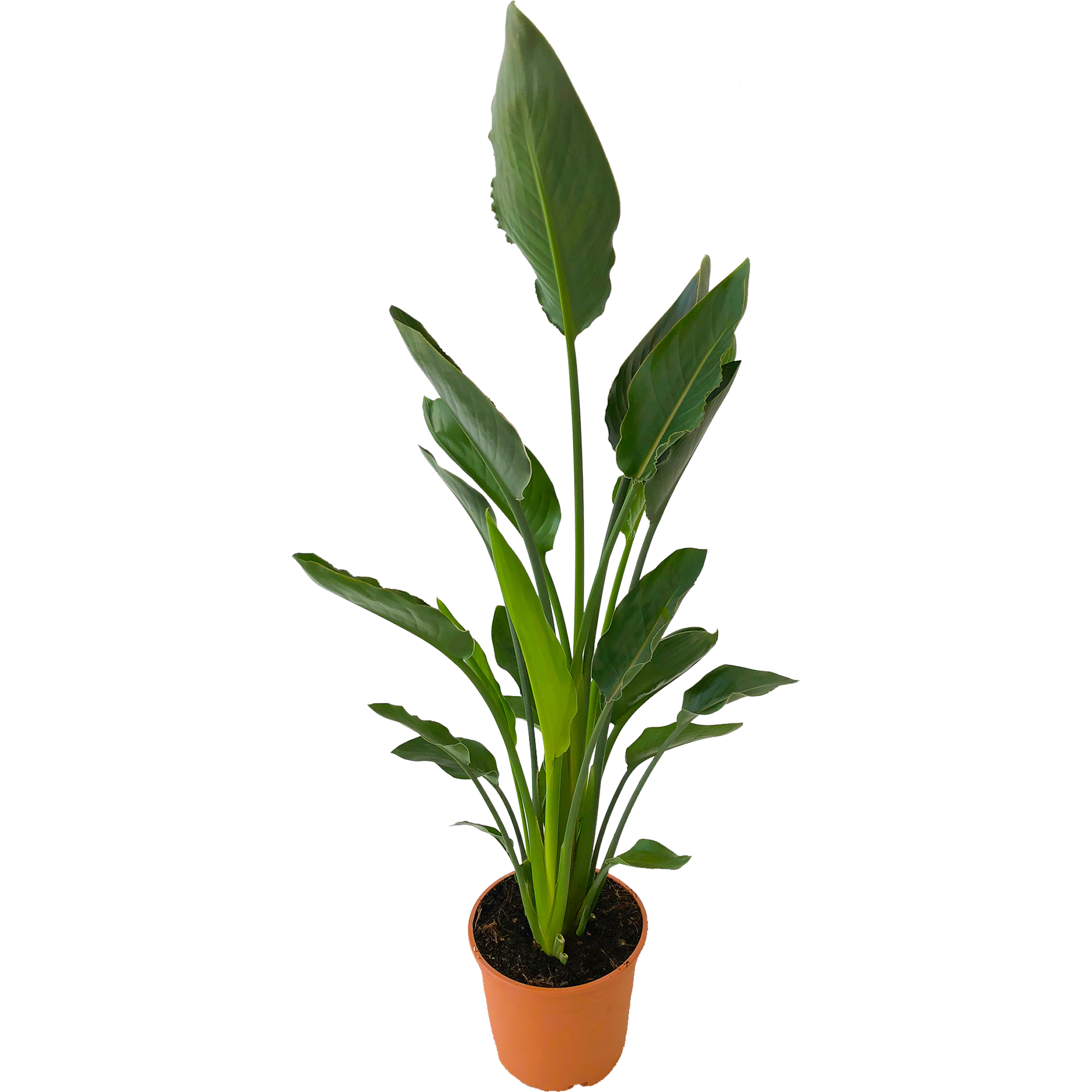 Strelicja Nicolai 120 cm