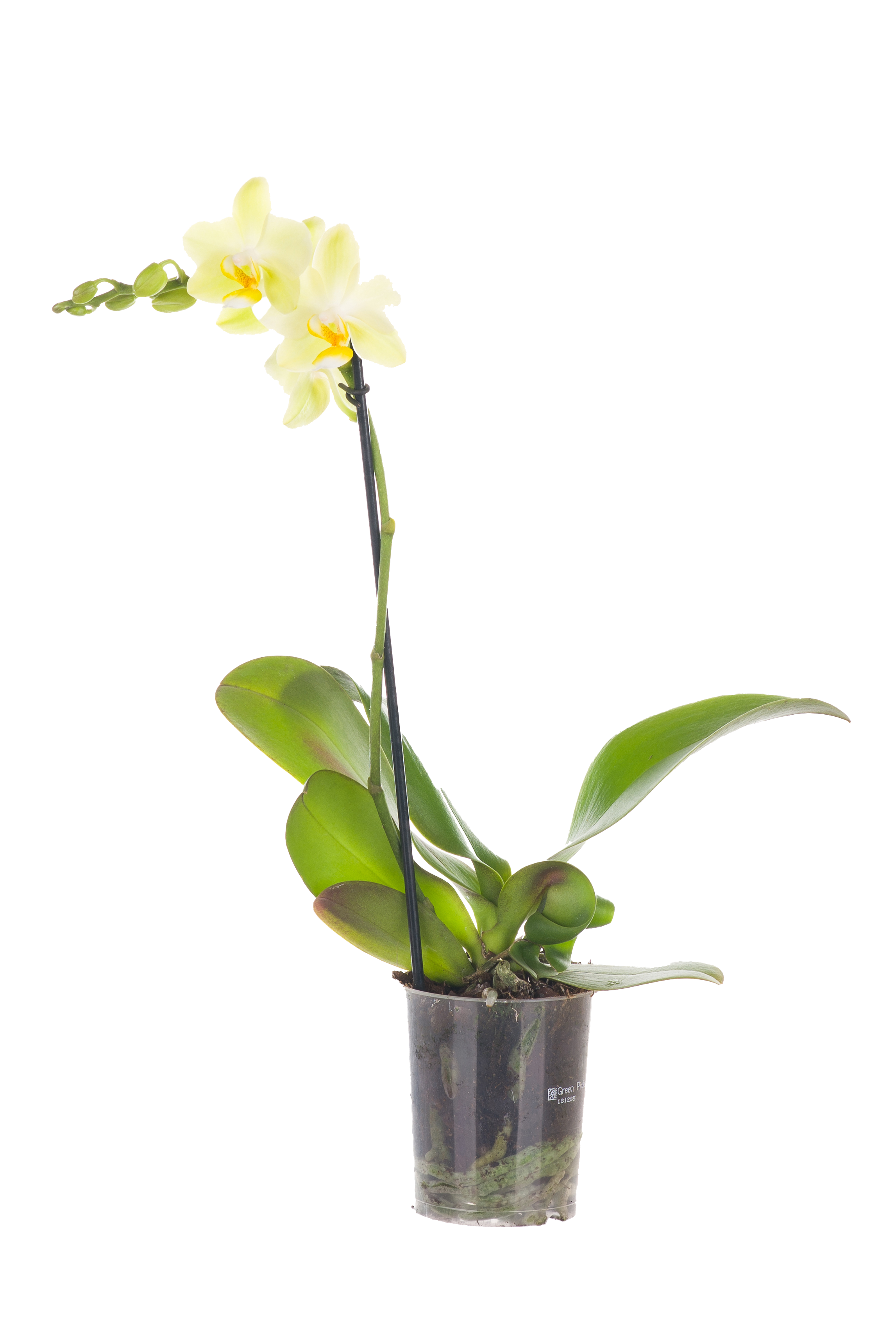 Storczyk Falenopsis mix 35-55 cm