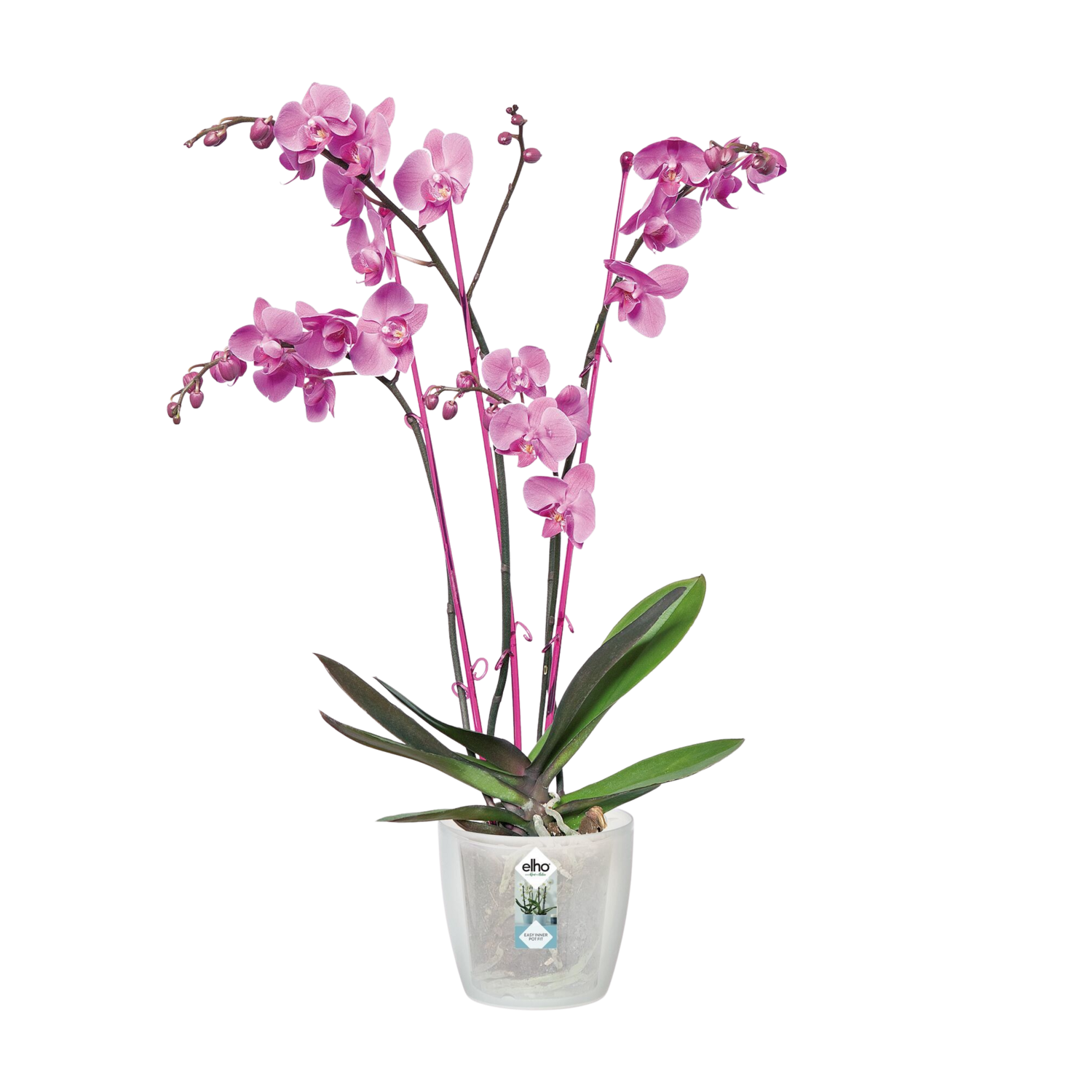 Maceta de polipropileno red orquídea transparente de 13x11.5cm
