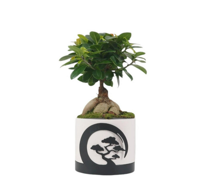 Ficus Ginseng -Vaso de cerâmica 12 cm branco e preto Moonlight - 4