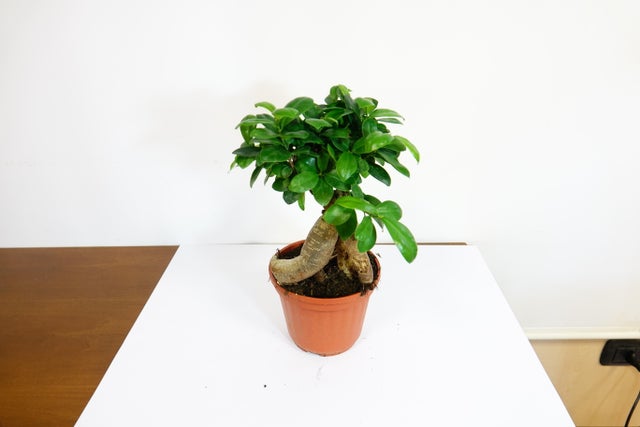 Bonsai ficus ginseng a bonsai da interno vaso ø 15 cm