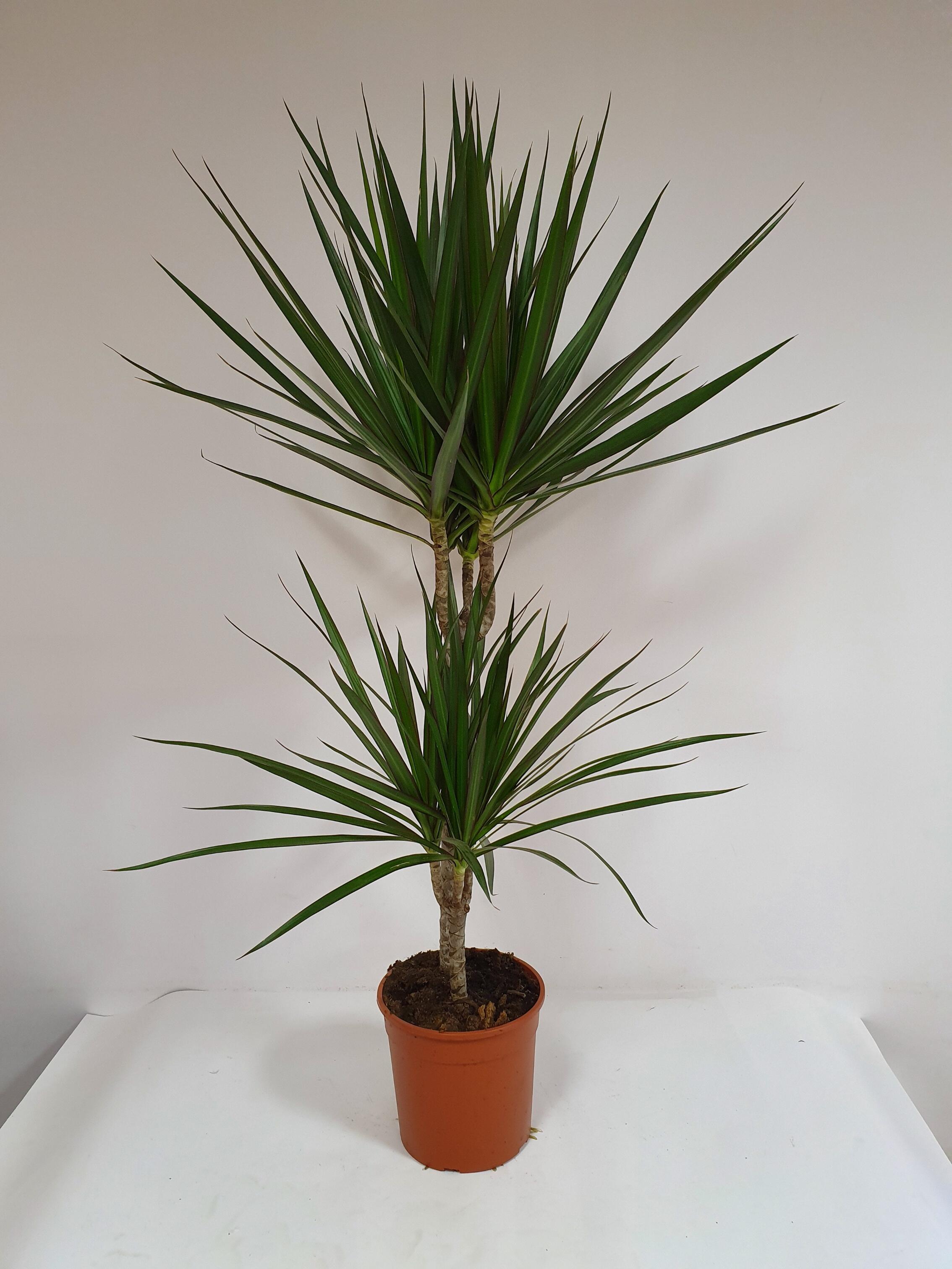 Pianta di tronco dracaena da interno vaso  17 cm | Leroy Merlin