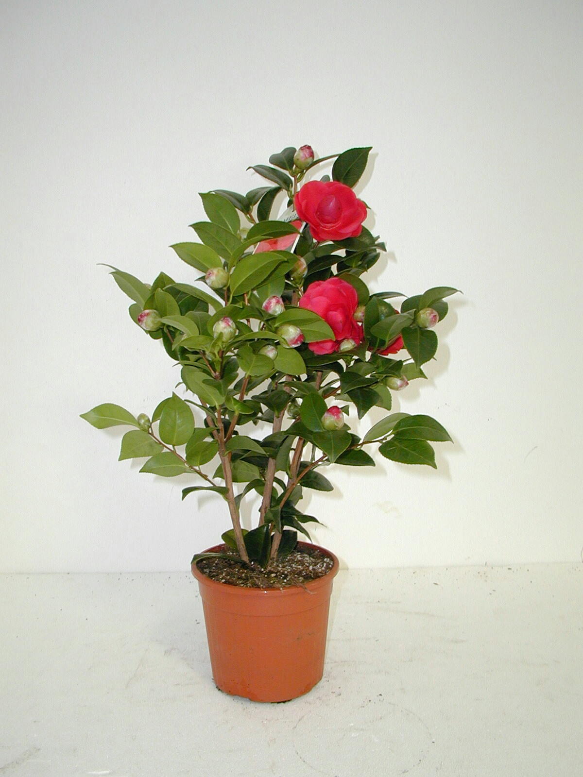 3F Piante Artificiali - V - CAMELIA MEDIUM (42) - ALTEZZA CM 125 VASO CM 20 - 3F Piante Artificiali
