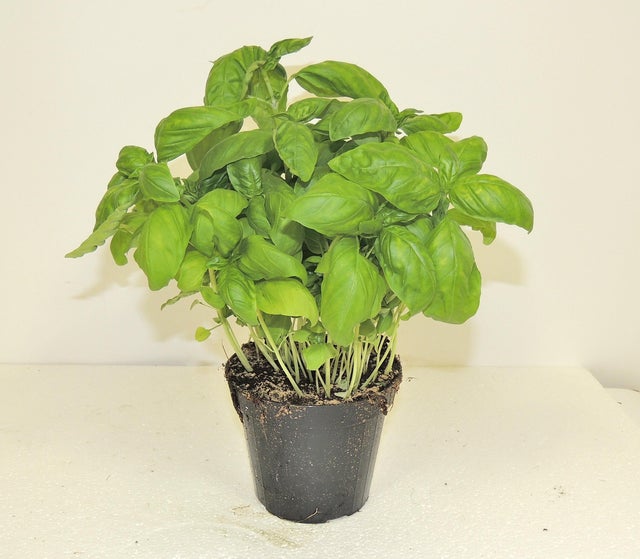 Pianta di basilico ø vaso 14 cm