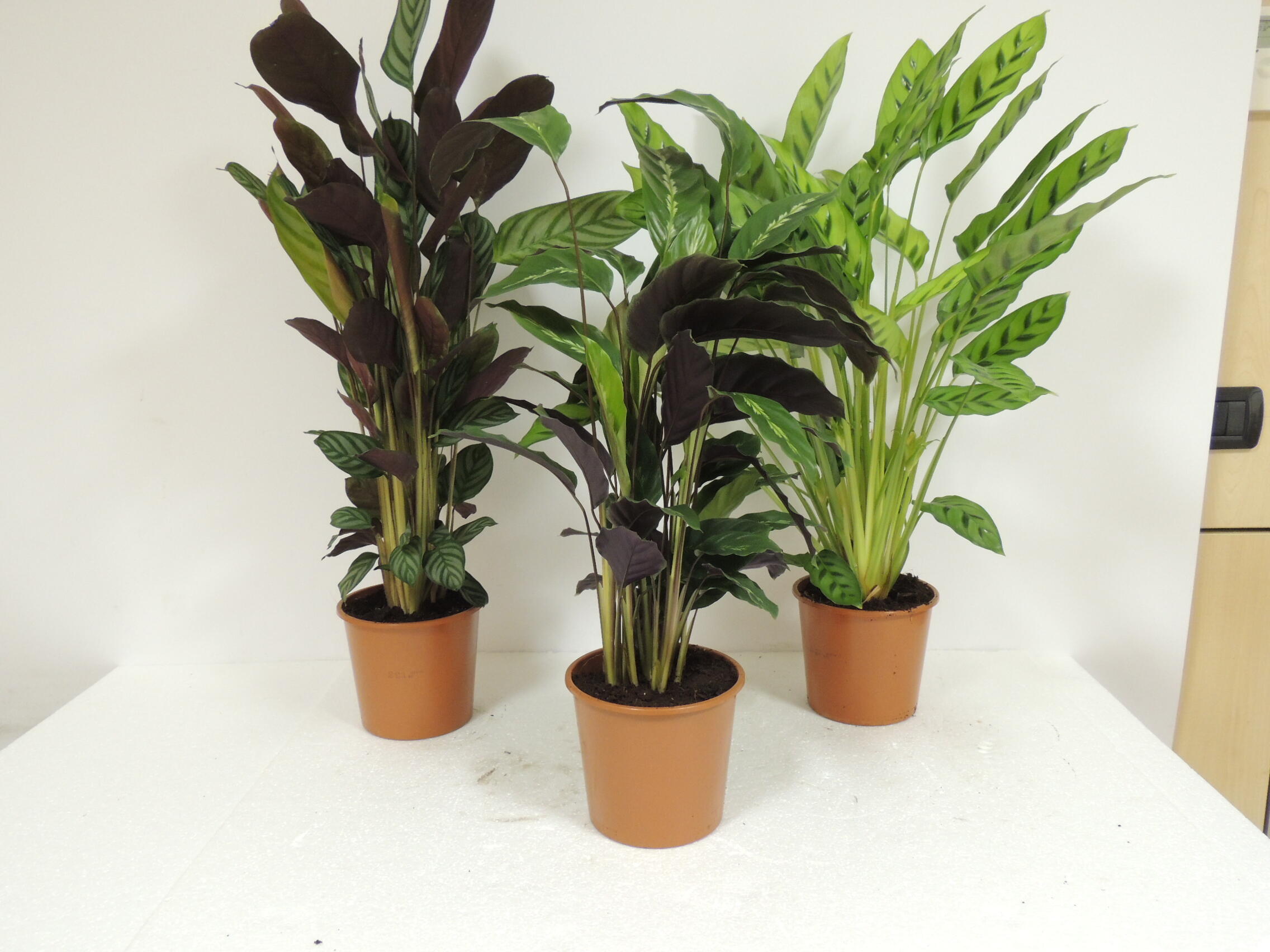 Pianta maranta calathea mix da interno vaso  17 cm | Leroy Merlin