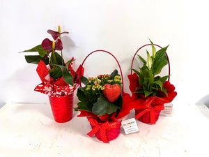 Confezione Da 4 Fioriere Sospese In Metallo 25,4 Cm Con Fodere In Cocco E Sottovaso - Per Piante Da Esterno, Giardino, Balcone