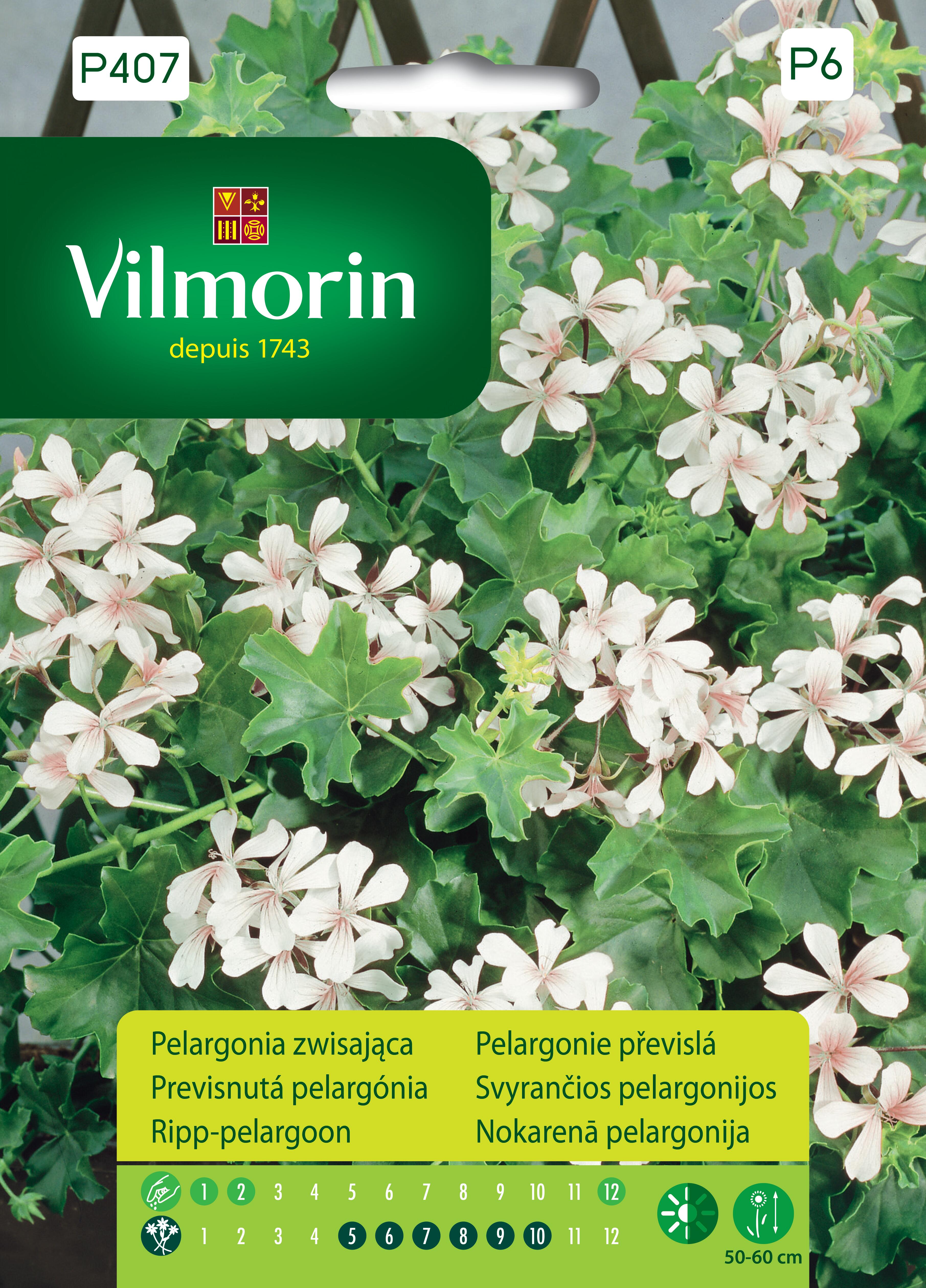 Pelargonia zwisająca biała nasiona 7szt. Vilmorin
