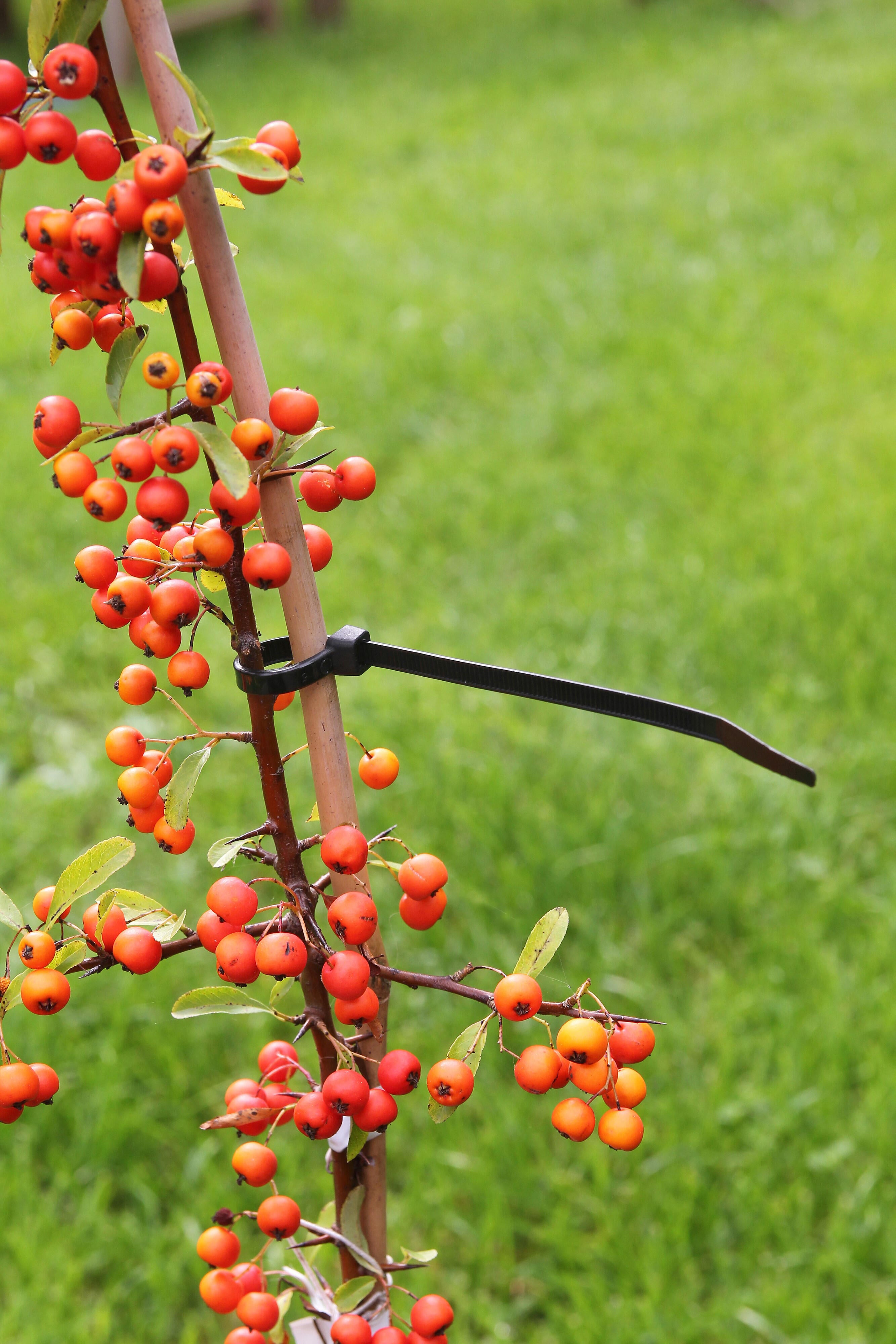 Kit de fixation noir NATURE - 2