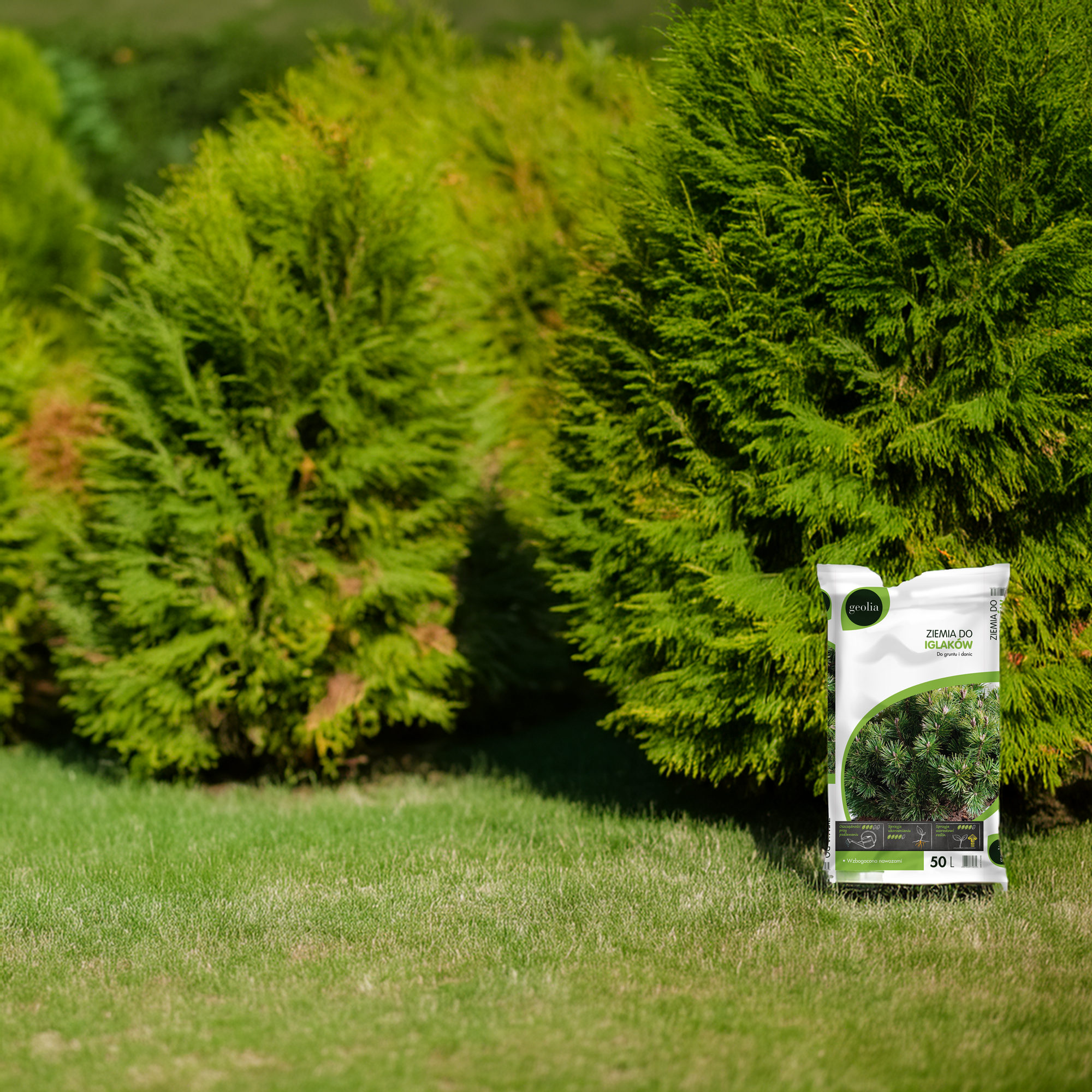 Ziemia do iglaków - 1