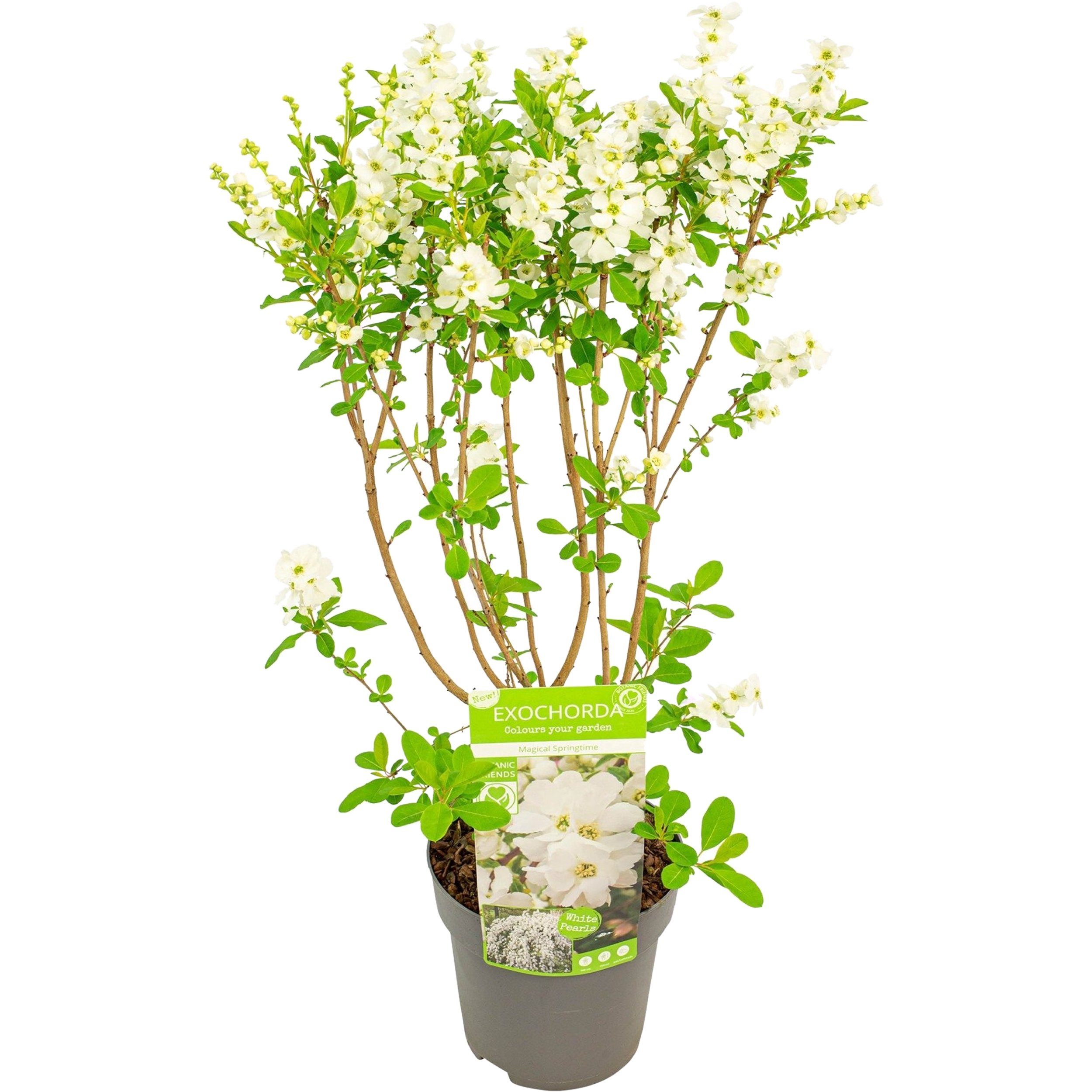 Exochorda wielkokwiatowa Magical Springtime 45 cm