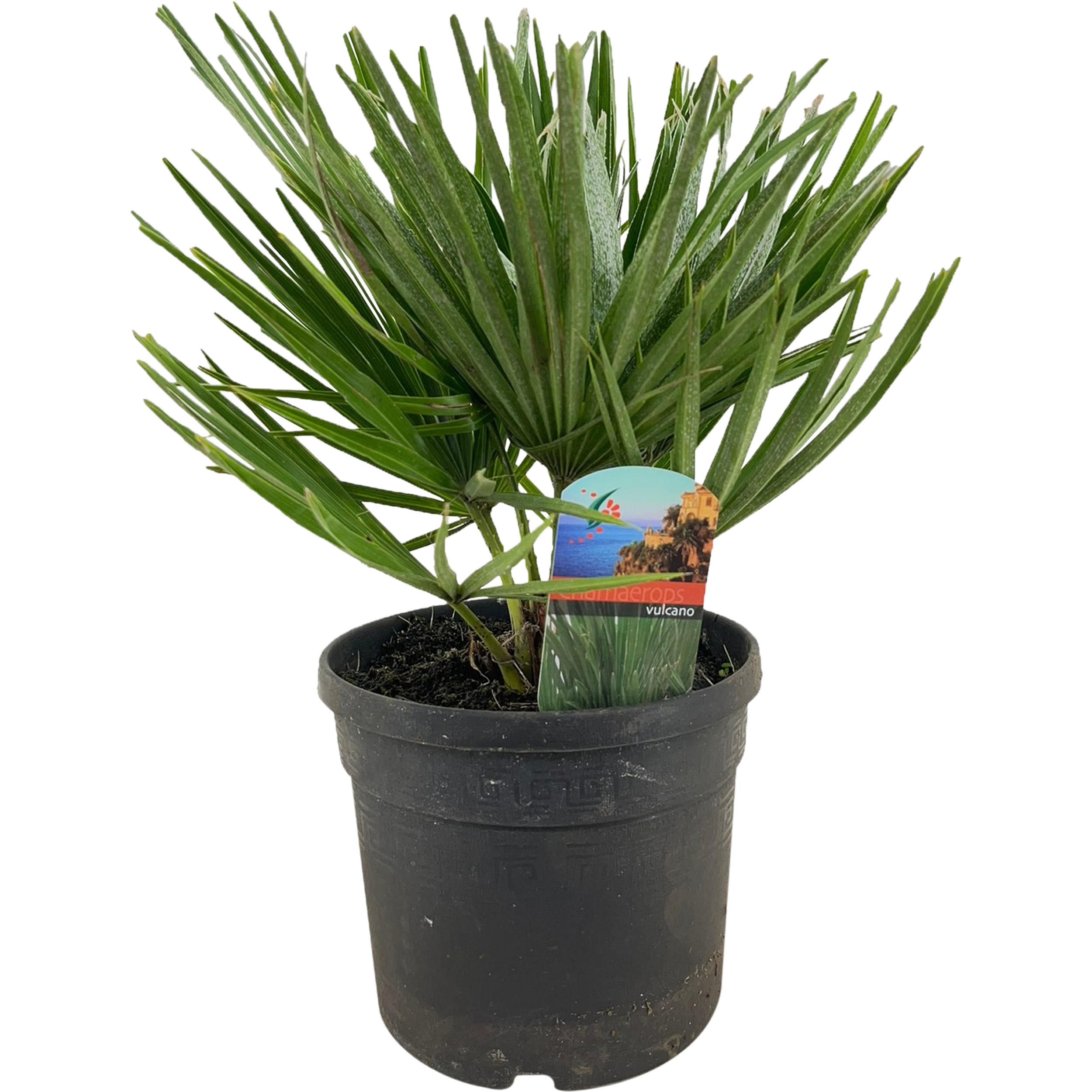 Karłatka niska Vulcano 35 cm