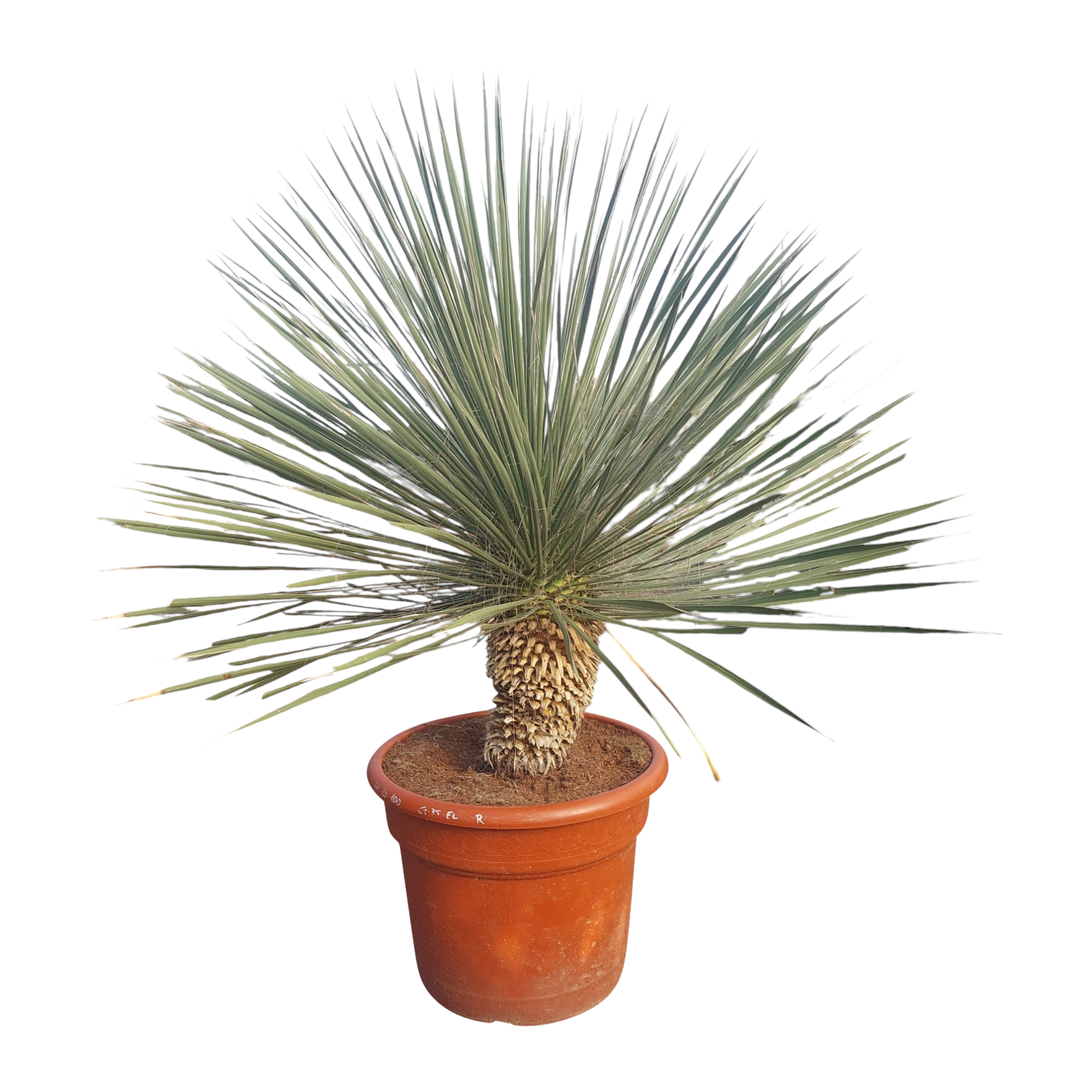 Juka Elata 110-130 cm