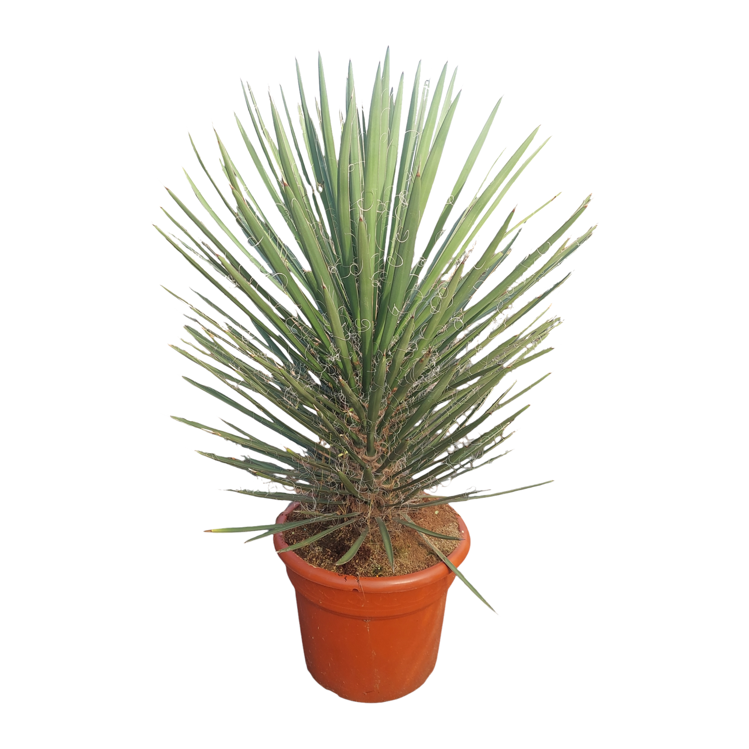 Juka Fili Australijska 110-130 cm