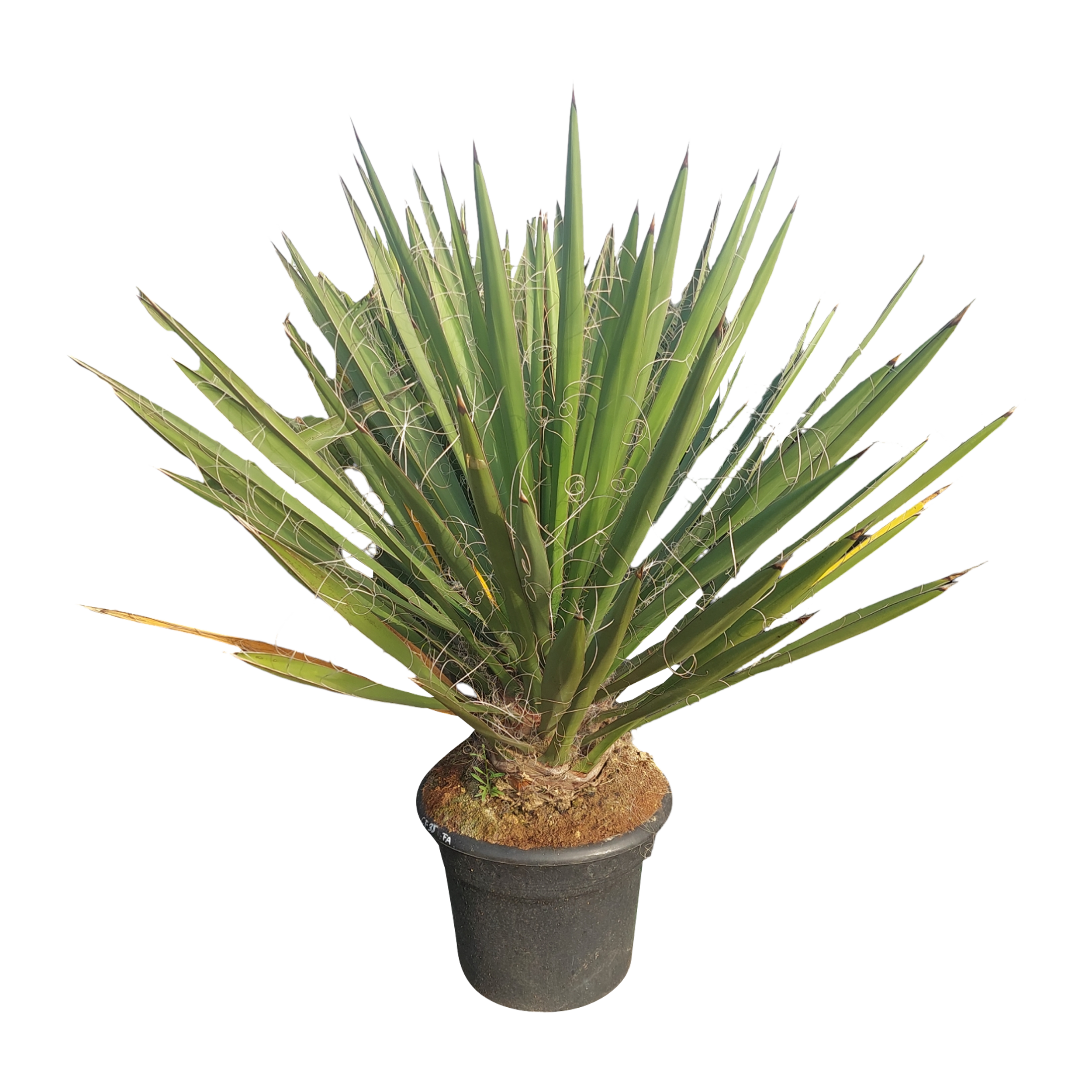 Juka Faxona 60-80 cm