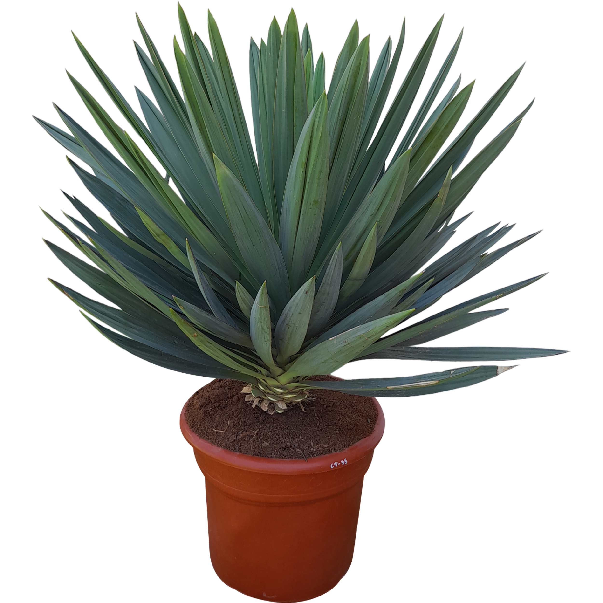 Juka Lone Star 90-100 cm