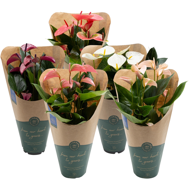 Anturium Karma 43 cm