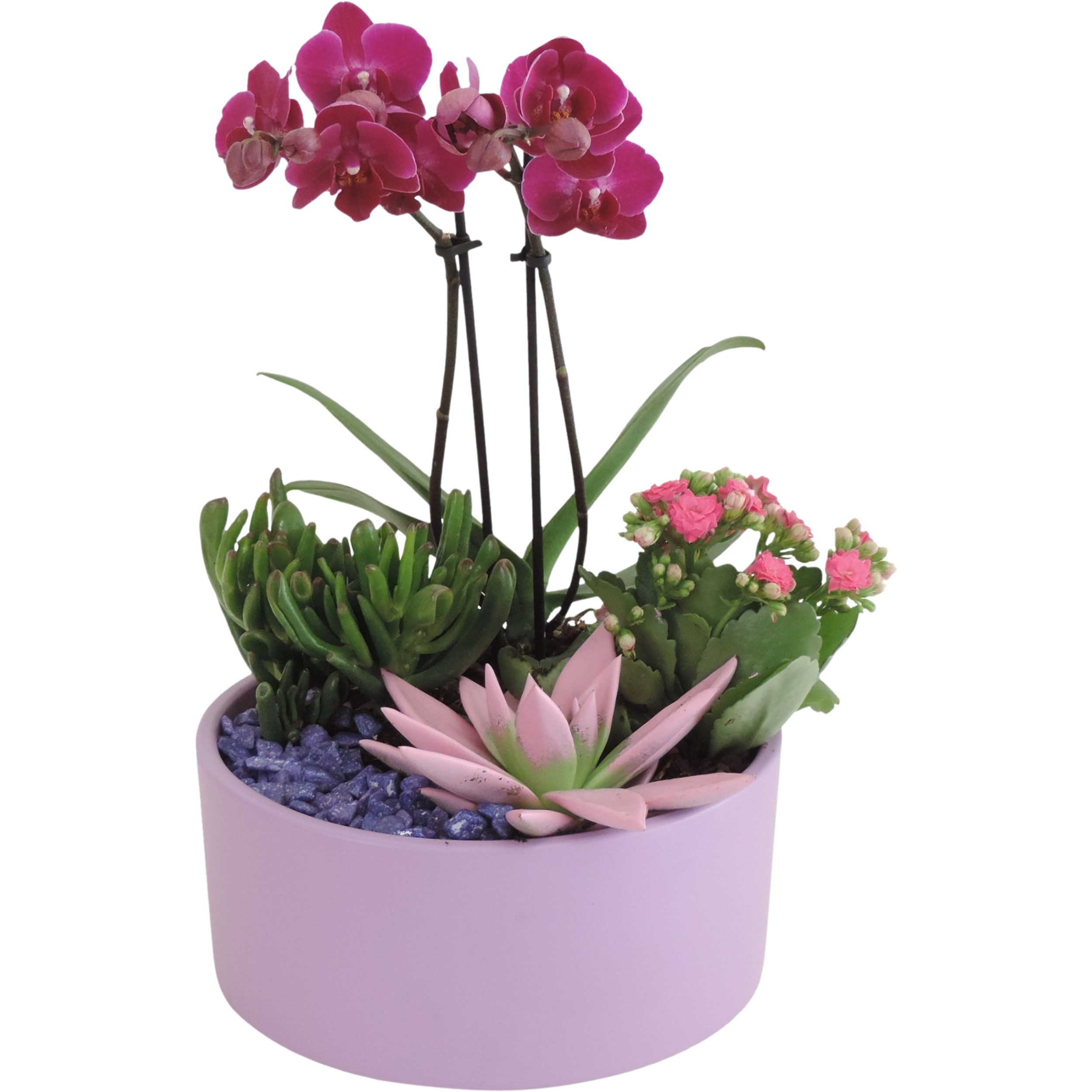 Falenopsis Żyworódka Grubosz Sukulent mix 37-40 cm