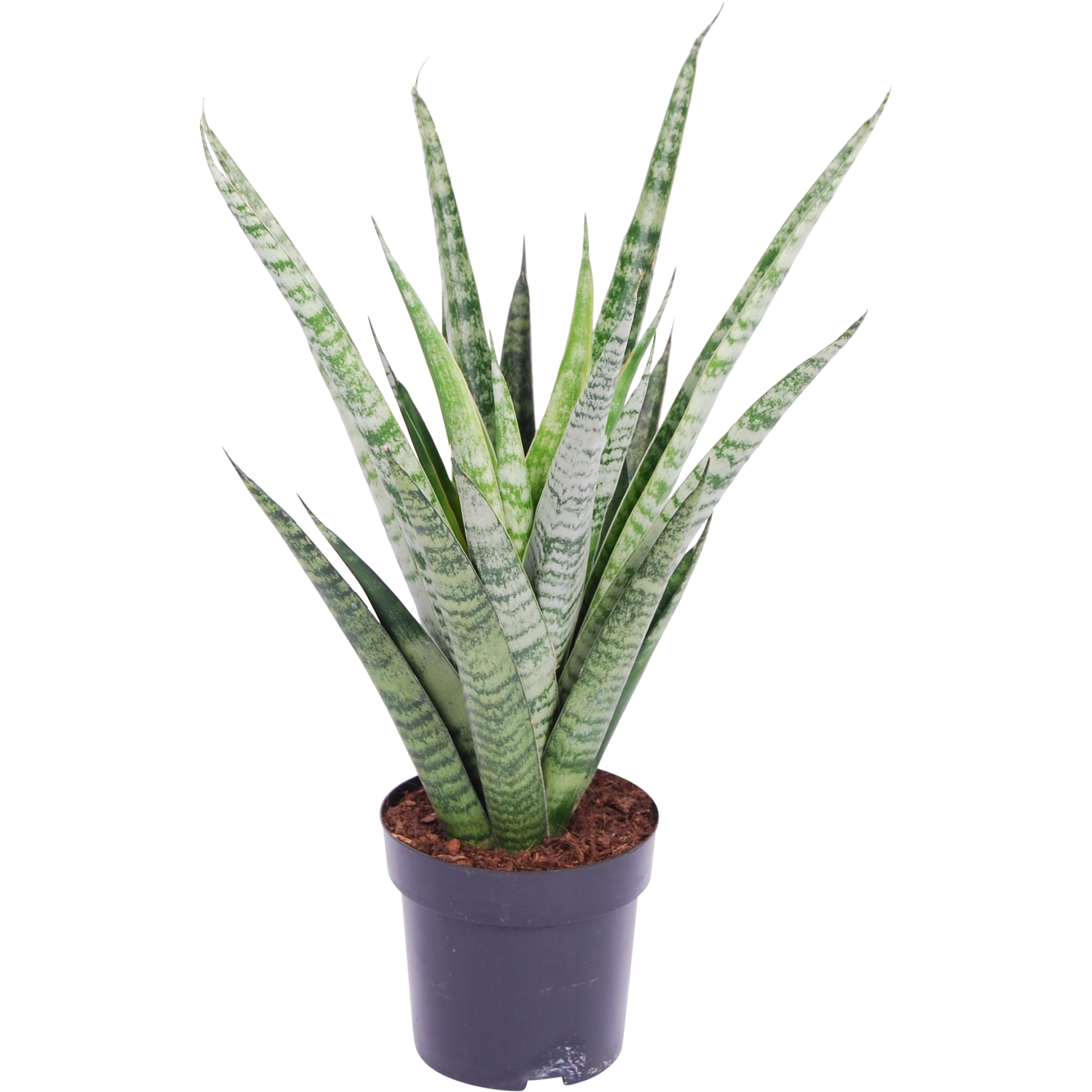 Sansewieria Trifasciata Pineapple 45 cm