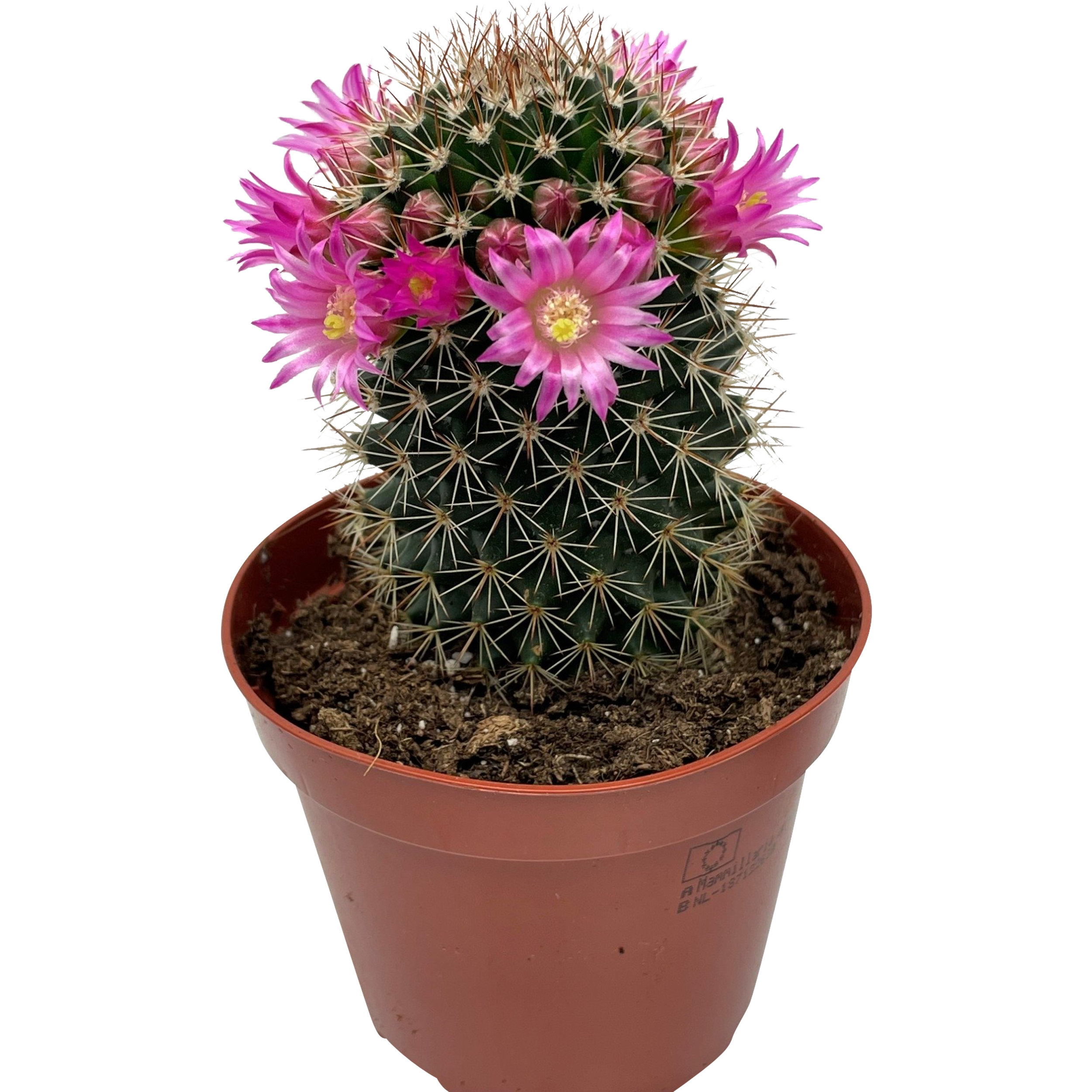 Kaktus 5-10 cm