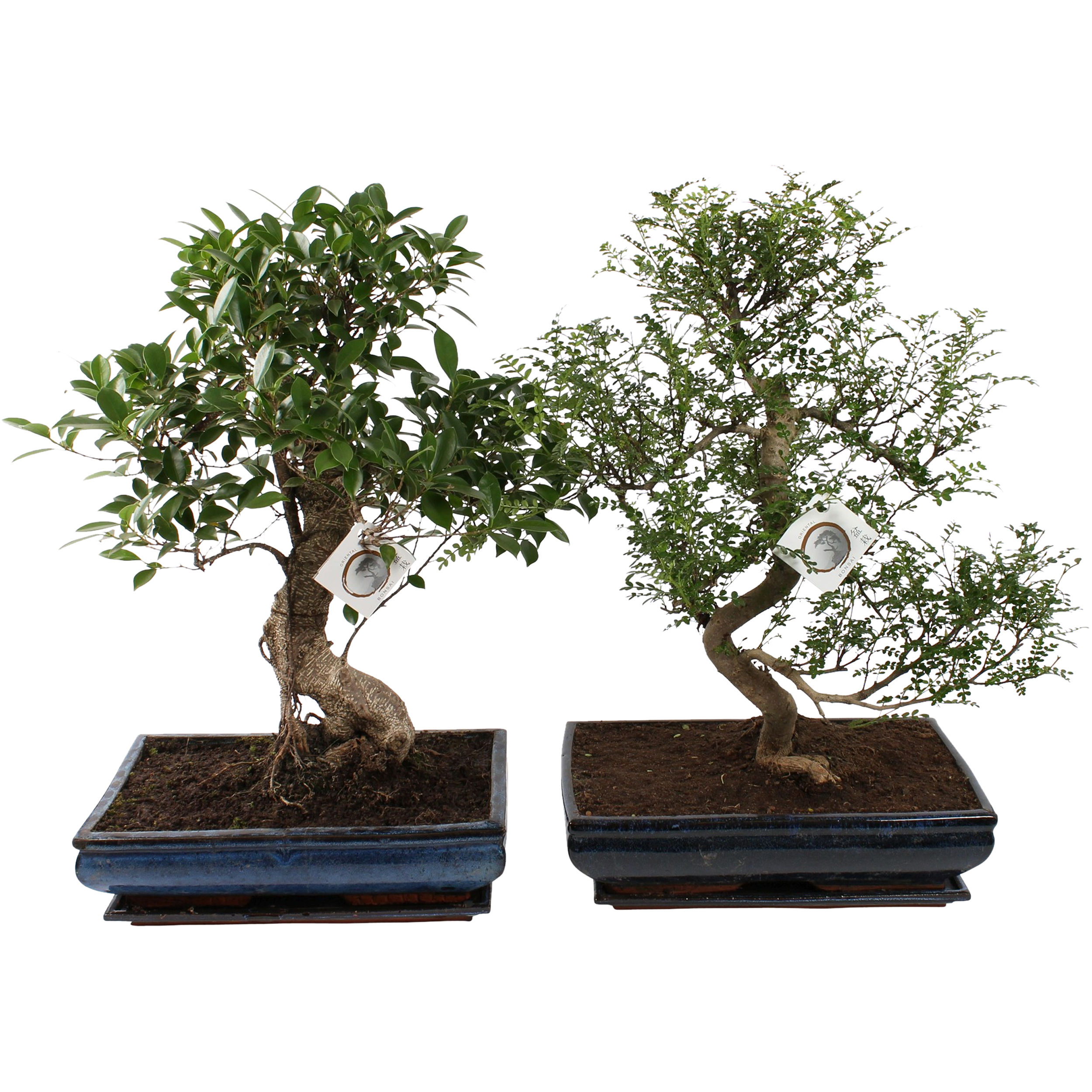 Bonsai 65 cm