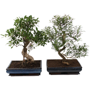 Drzewka bonsai - ficus giseng i wiele innych gatunkw