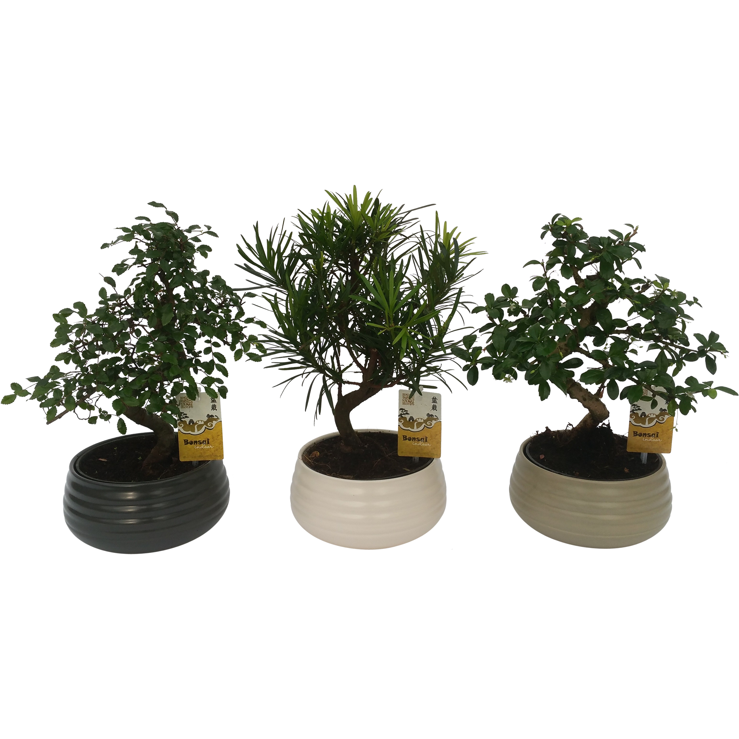 Bonsai 35 cm