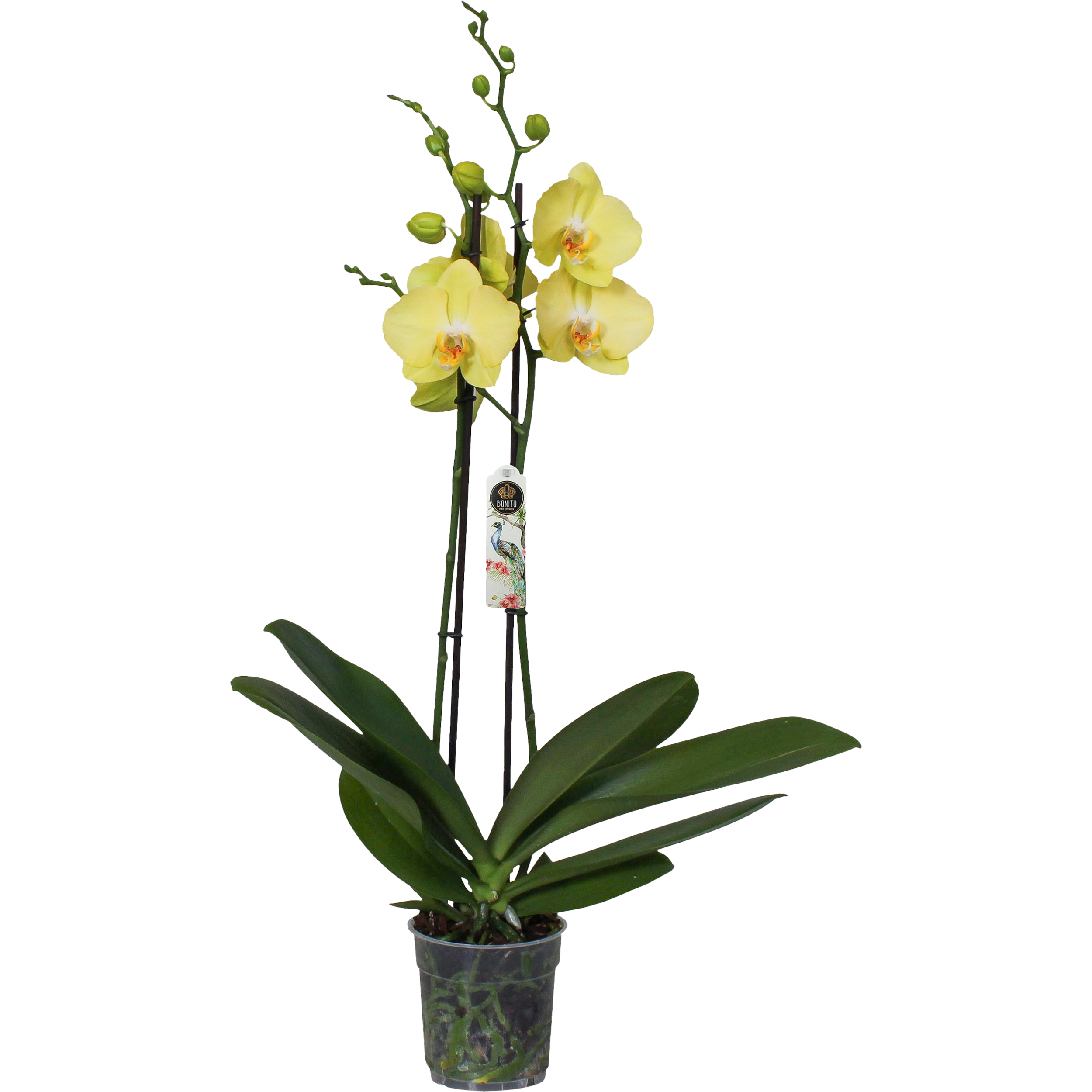 Falenopsis żółty 2 pedy 60-75 cm
