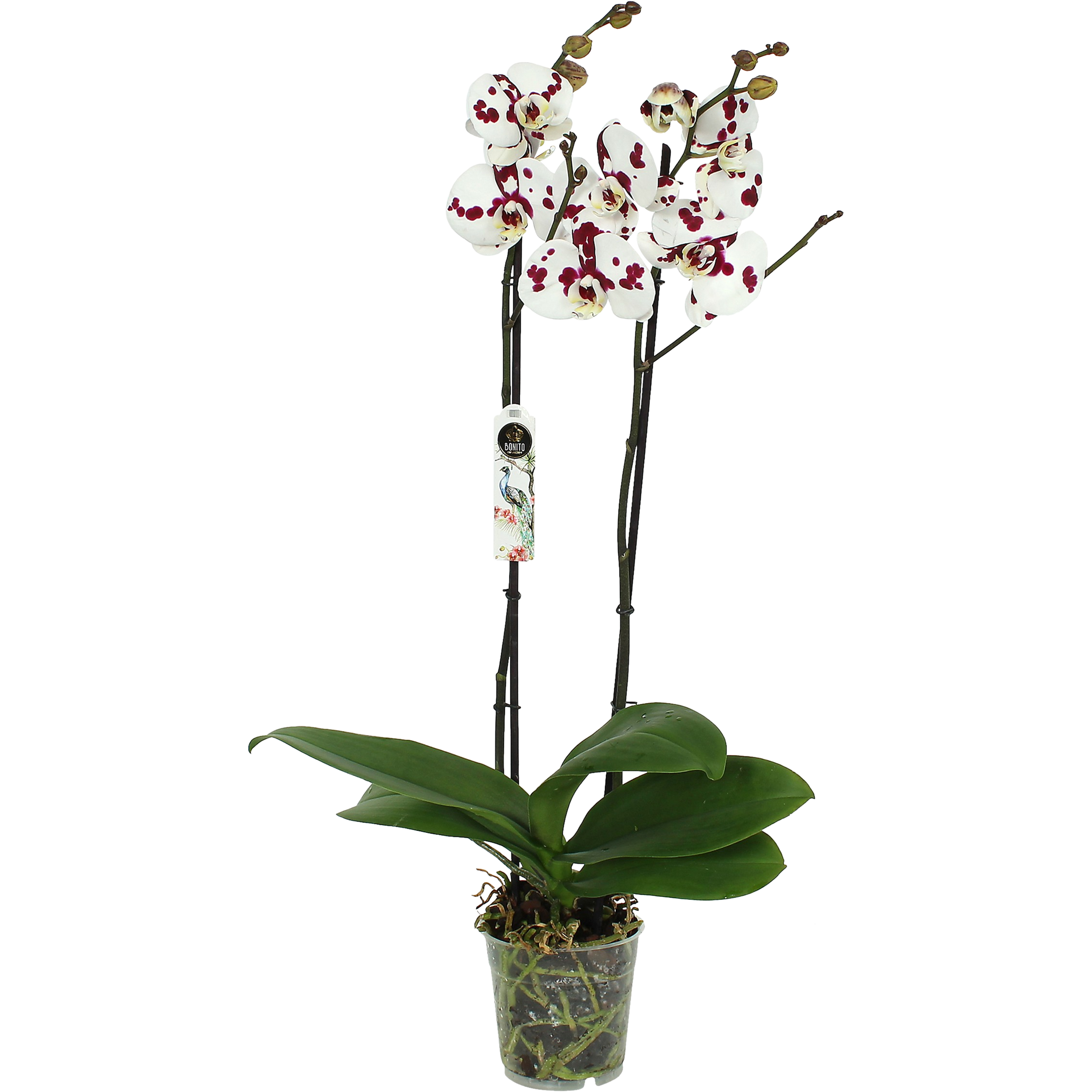 Falenopsis Polkadot 2 pedy 60-75 cm