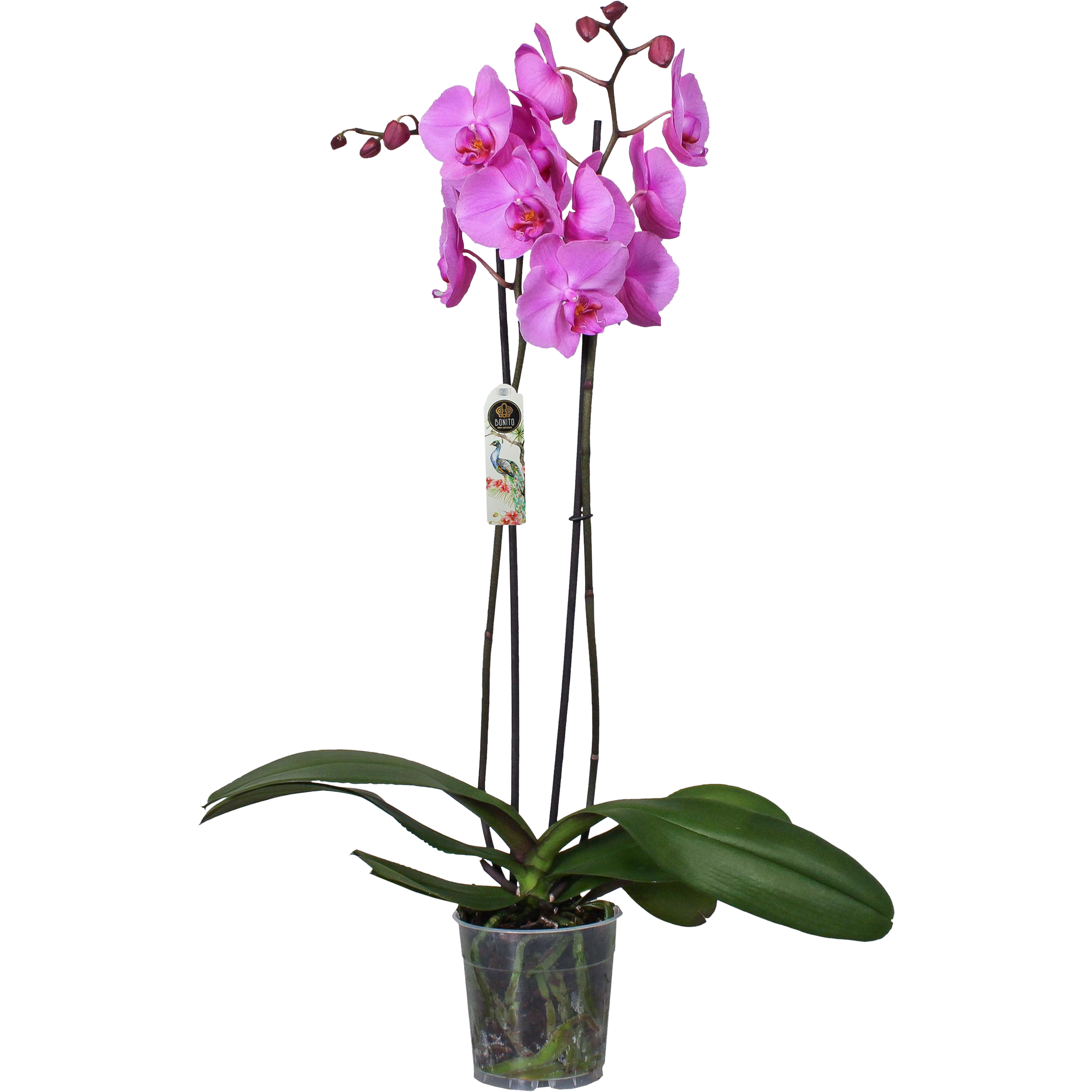 Falenopsis różowy 2 pedy 60-75 cm