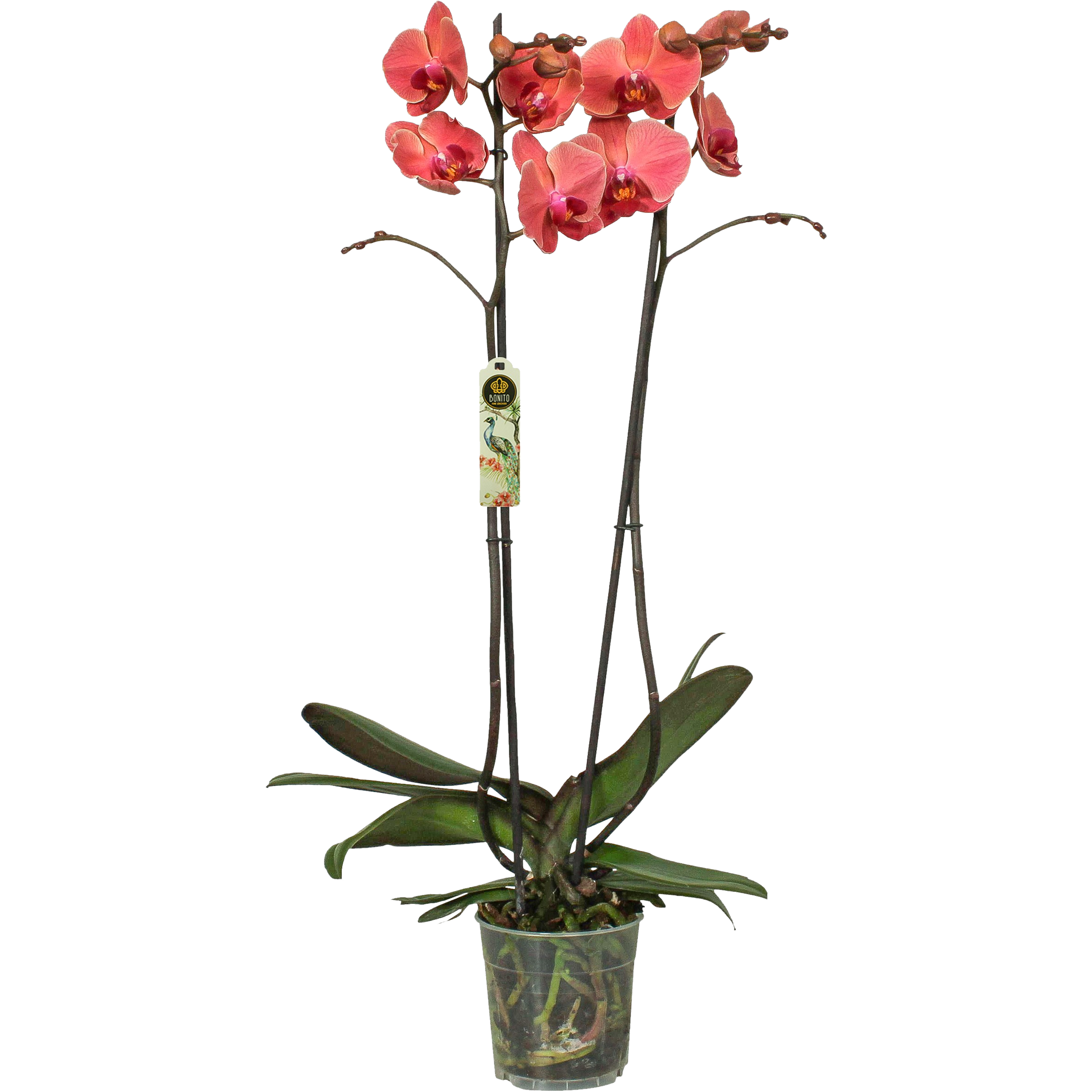 Falenopsis pomarańczowy 2 pędy 60-75 cm