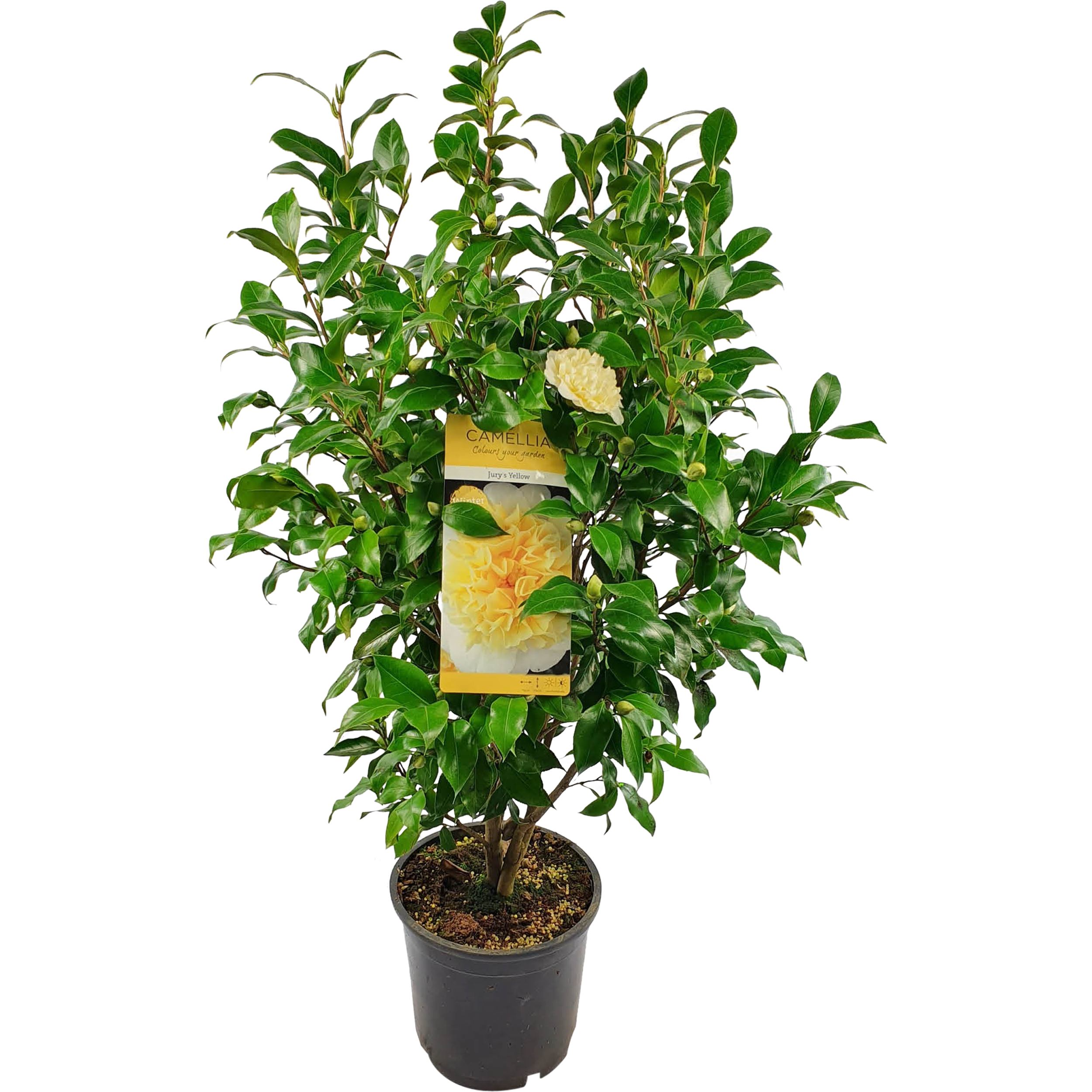 Kamelia Jurys Yellow 70-90 cm