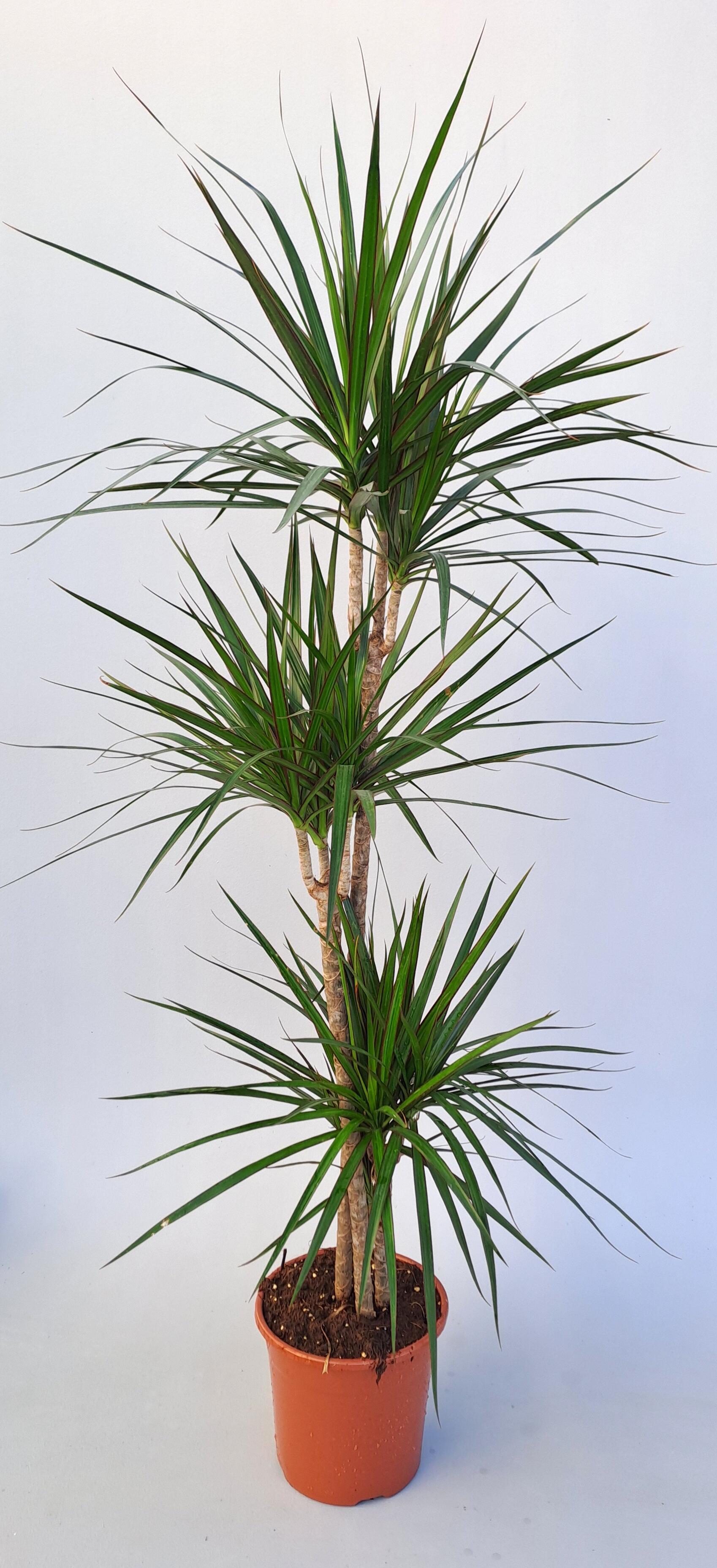dracaena riki Dracaena deremensis 'Rikki' 12" cane